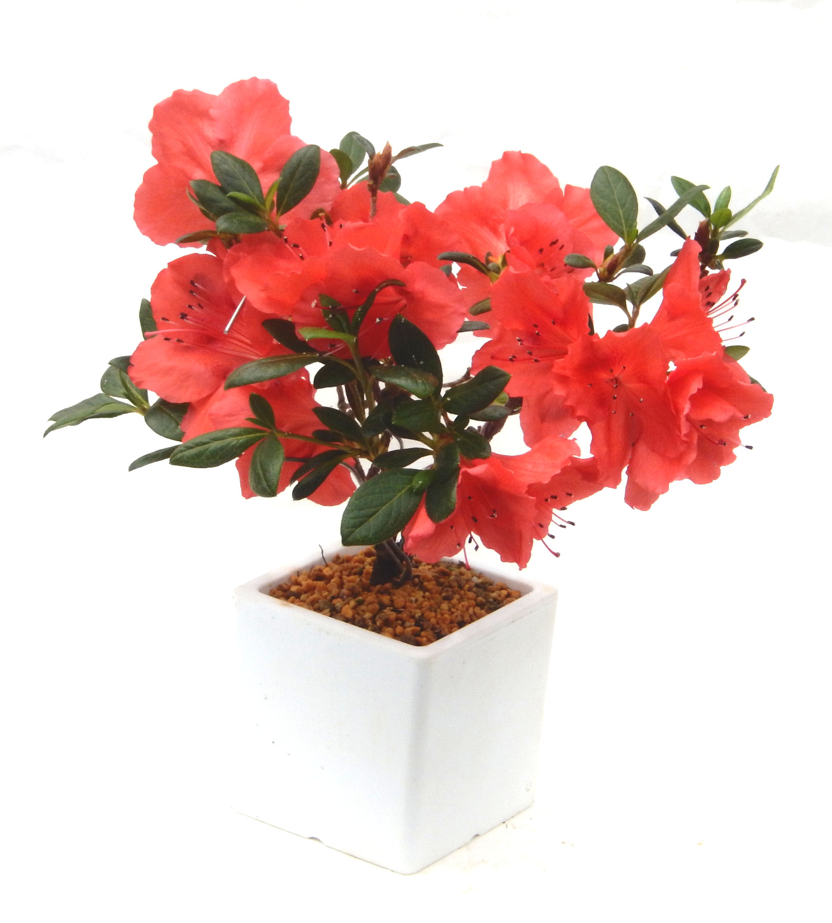 �͂Ȃт�̖~��