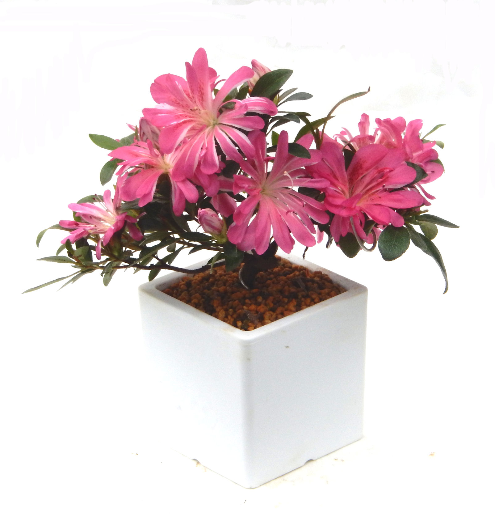 �N�Ԃ̒��x�X�g�Z���[�ɂȂ�܂����I�I�I�R���p�N�g�ɉ������܂����B���߂Ă̕��ɂ���Ă₷����v�ȐA���ł��B