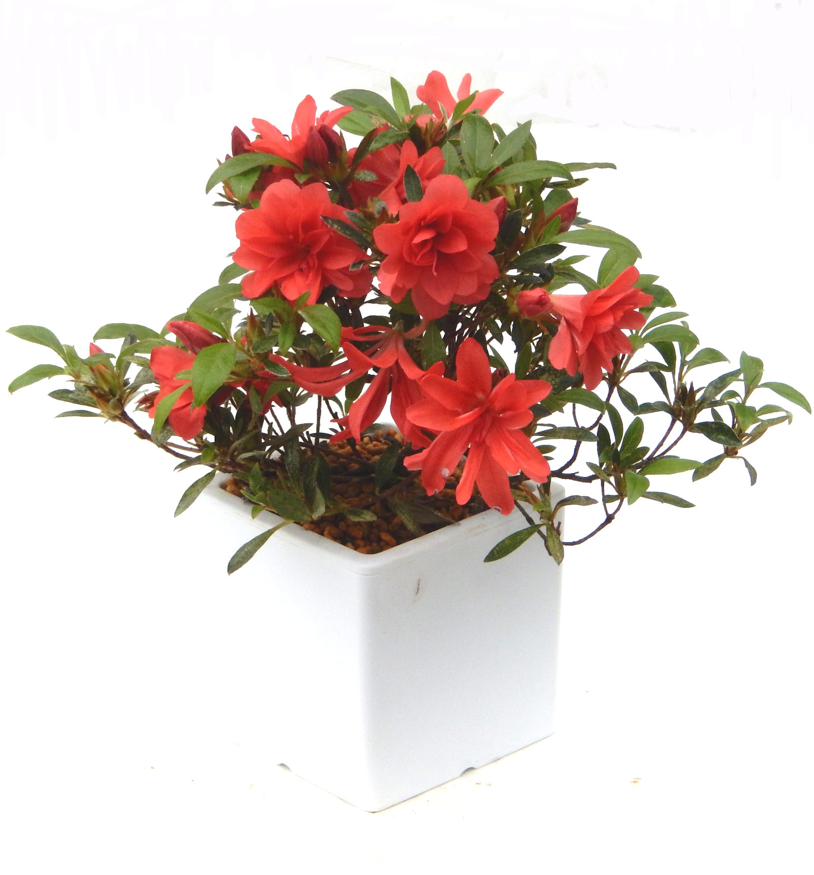 �N�Ԃ̒��x�X�g�Z���[�ɂȂ�܂����I�I�I�R���p�N�g�ɉ������܂����B���߂Ă̕��ɂ���Ă₷����v�ȐA���ł��B