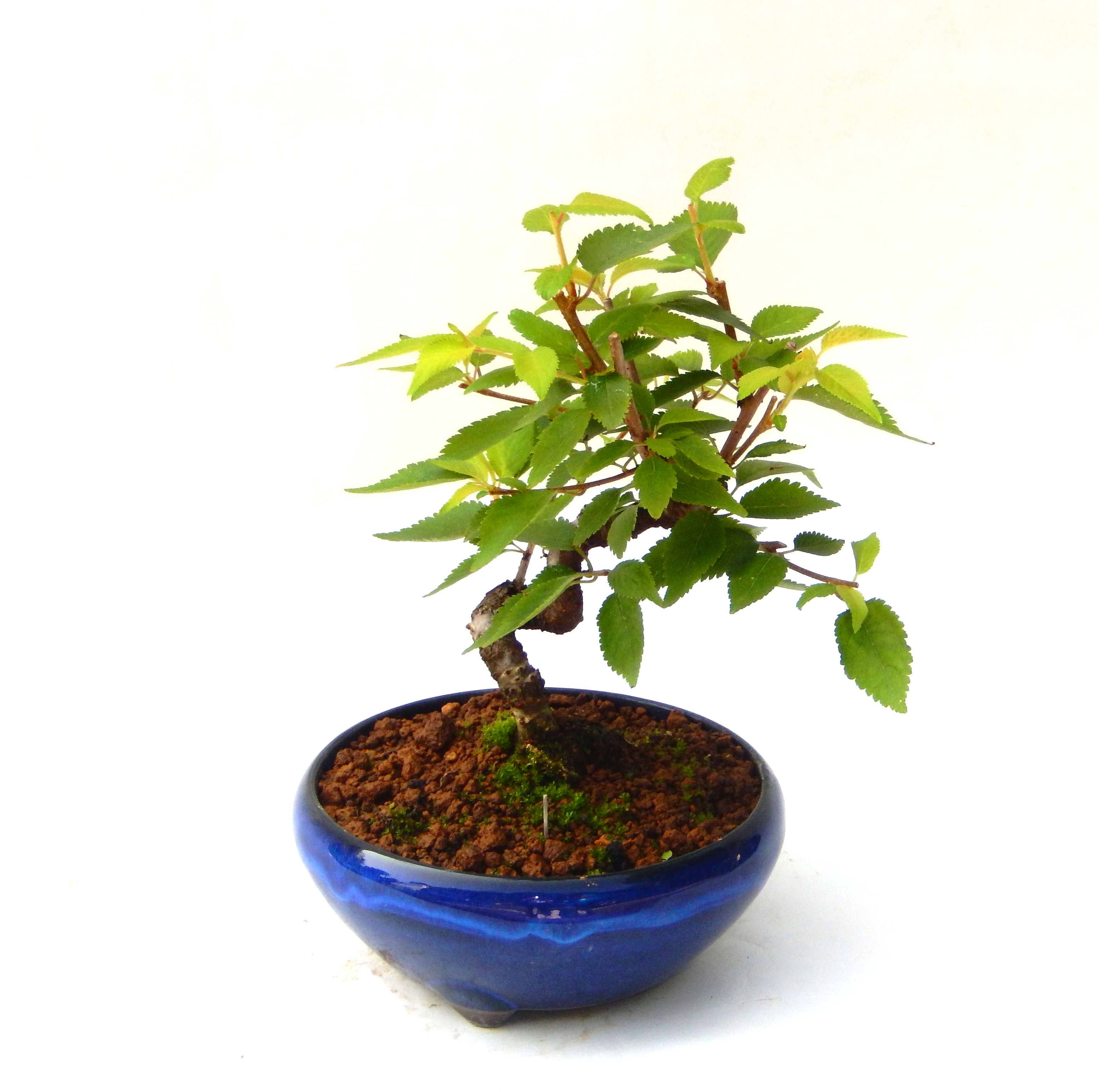 �P�O�����B�t�ƏH�̓��炭�T�N���ł��B�N�Ԃ̒��x�X�g�Z���[�ɂȂ�܂����I�I�I�R���p�N�g�ɉ������܂����B���߂Ă̕��ɂ���Ă₷����v�ȐA���ł��B