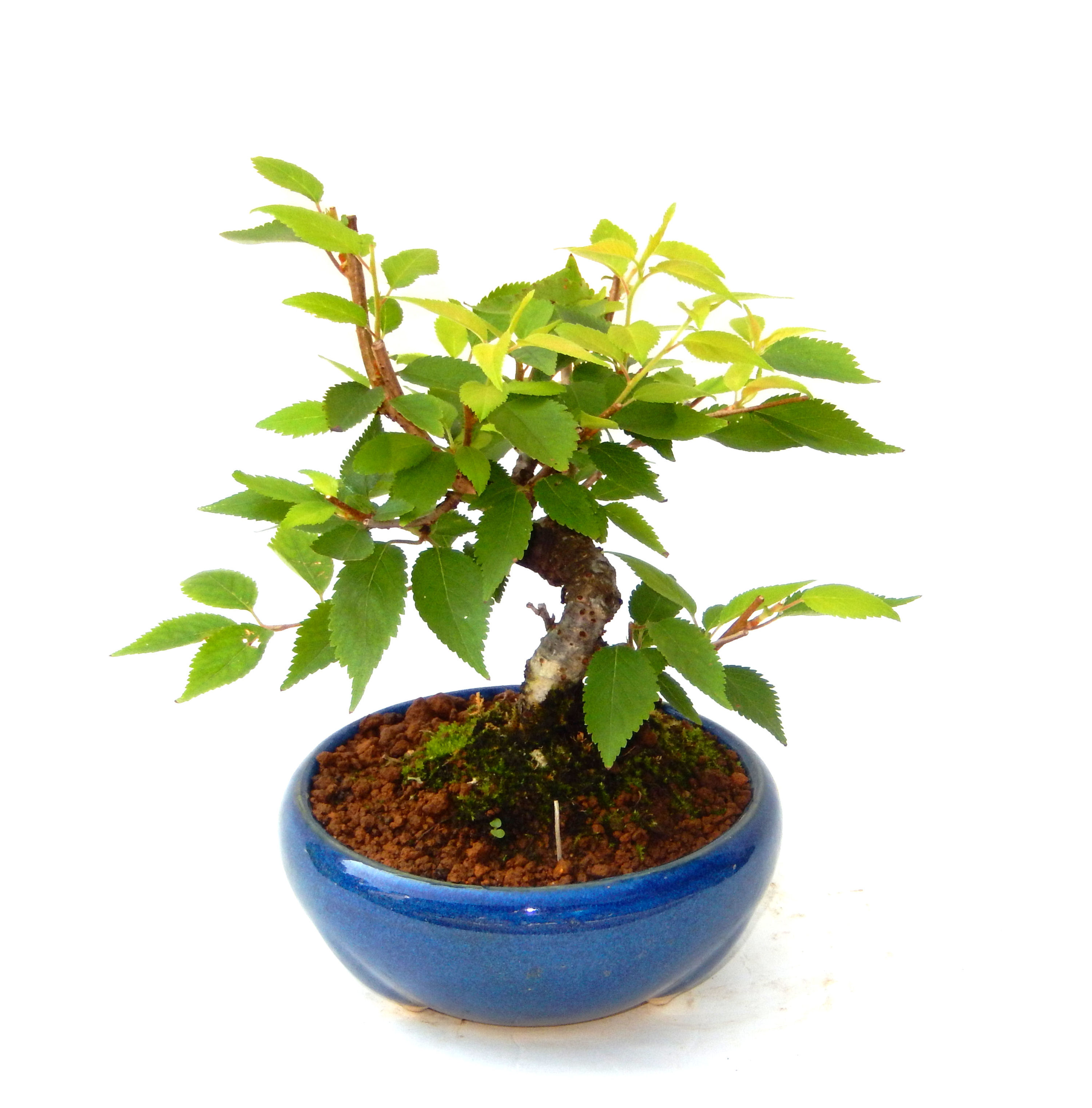 �P�O�����B�t�ƏH�̓��炭�T�N���ł��B�N�Ԃ̒��x�X�g�Z���[�ɂȂ�܂����I�I�I�R���p�N�g�ɉ������܂����B���߂Ă̕��ɂ���Ă₷����v�ȐA���ł��B