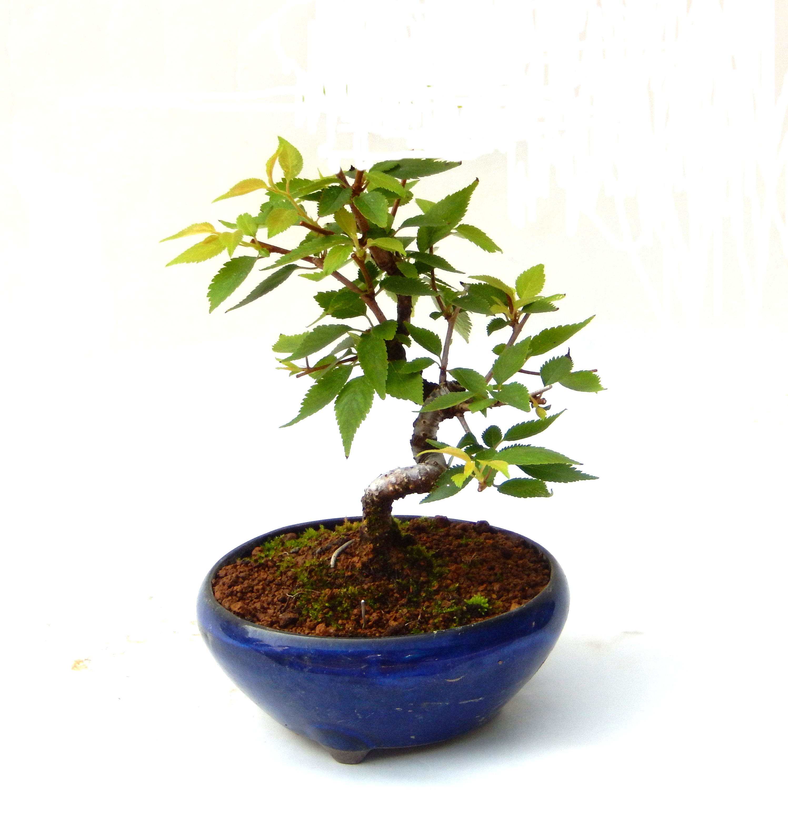 �P�O�����B�t�ƏH�̓��炭�T�N���ł��B�N�Ԃ̒��x�X�g�Z���[�ɂȂ�܂����I�I�I�R���p�N�g�ɉ������܂����B���߂Ă̕��ɂ���Ă₷����v�ȐA���ł��B