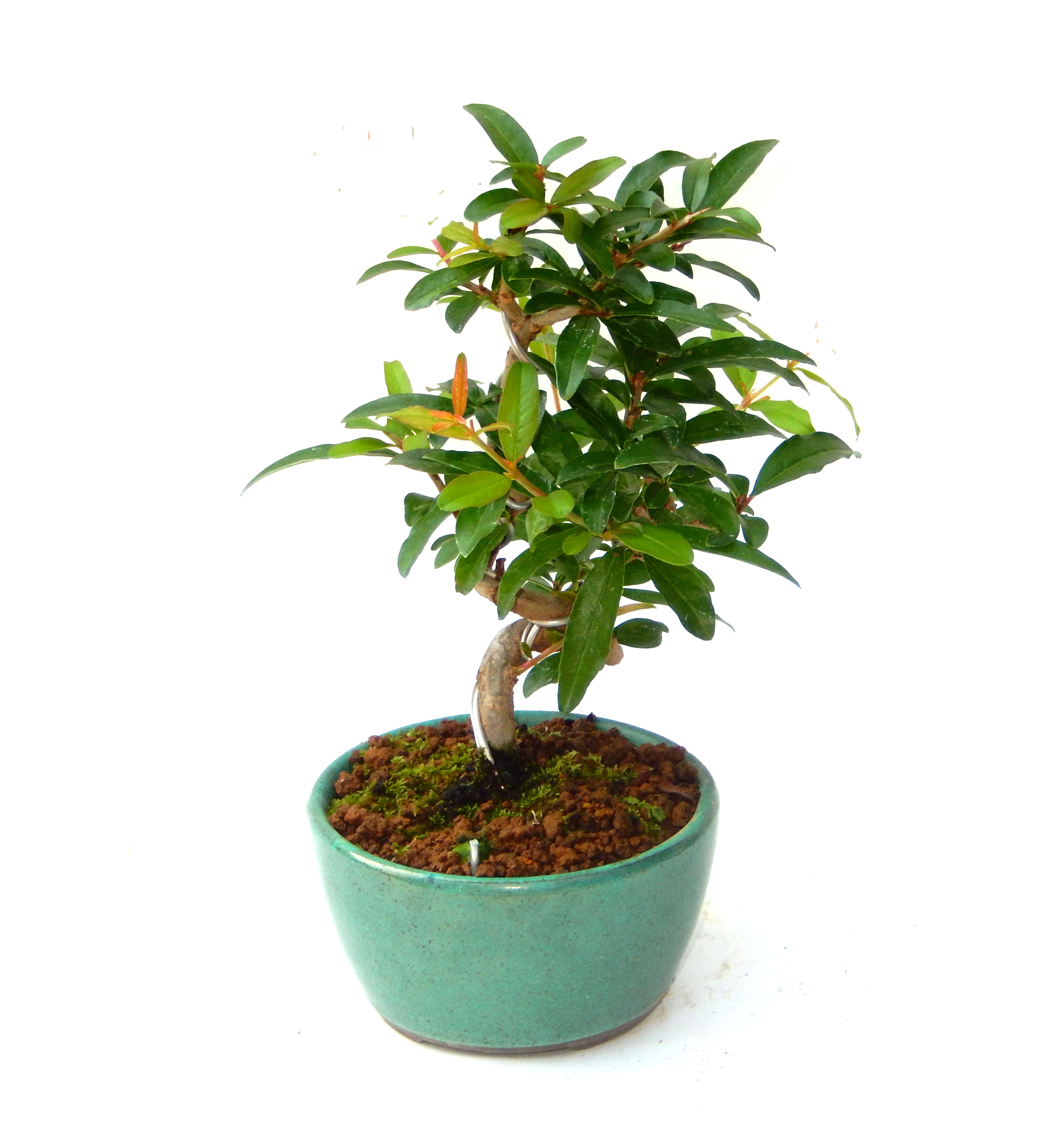 ������́A�q��Ɍb�܂��Ƃ����A�ɉh���Ӗ����鉏�N�A���ł��B�U���ɃI�����W�F�̉Ԃ��炫�A�����Ď����Ȃ�܂��B��(��)�́A���e�ɐl�C�ň��ݕ��Ƃ��Ďs�̂���Ă��܂��B 