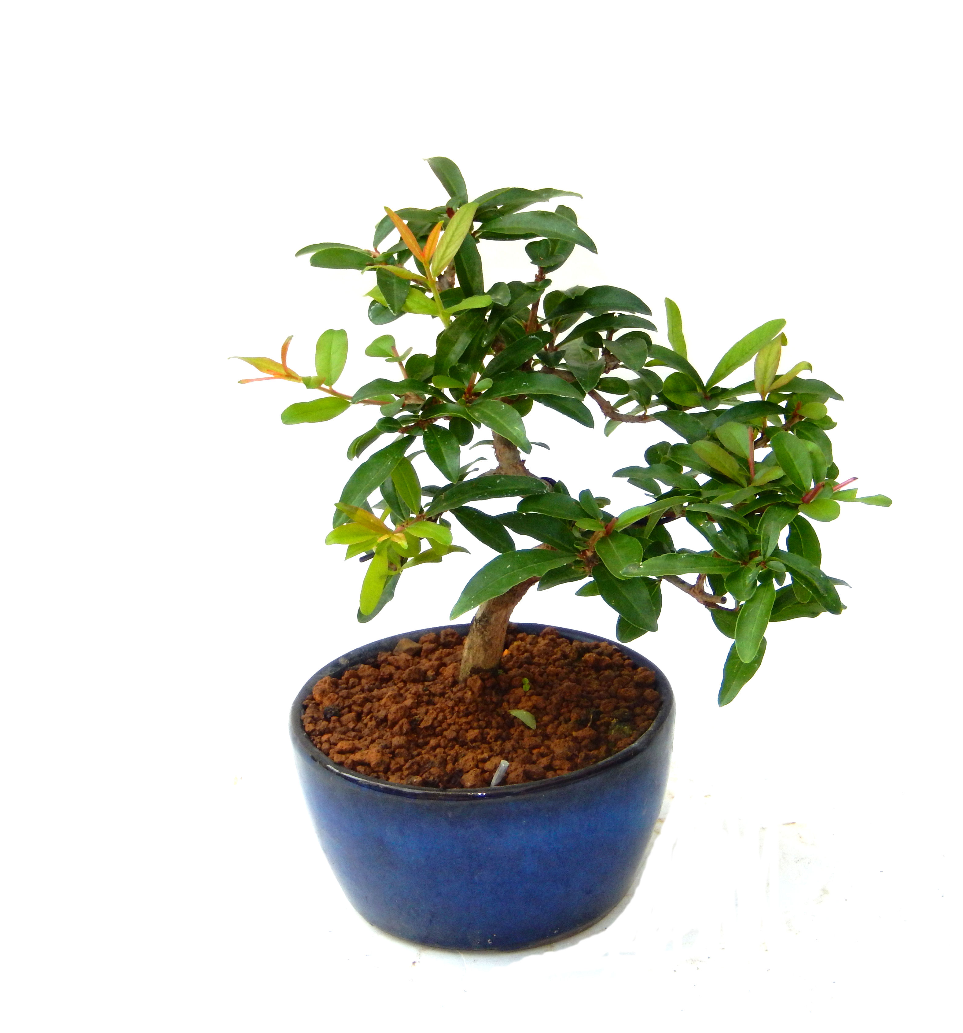 ������́A�q��Ɍb�܂��Ƃ����A�ɉh���Ӗ����鉏�N�A���ł��B�U���ɃI�����W�F�̉Ԃ��炫�A�����Ď����Ȃ�܂��B��(��)�́A���e�ɐl�C�ň��ݕ��Ƃ��Ďs�̂���Ă��܂��B 