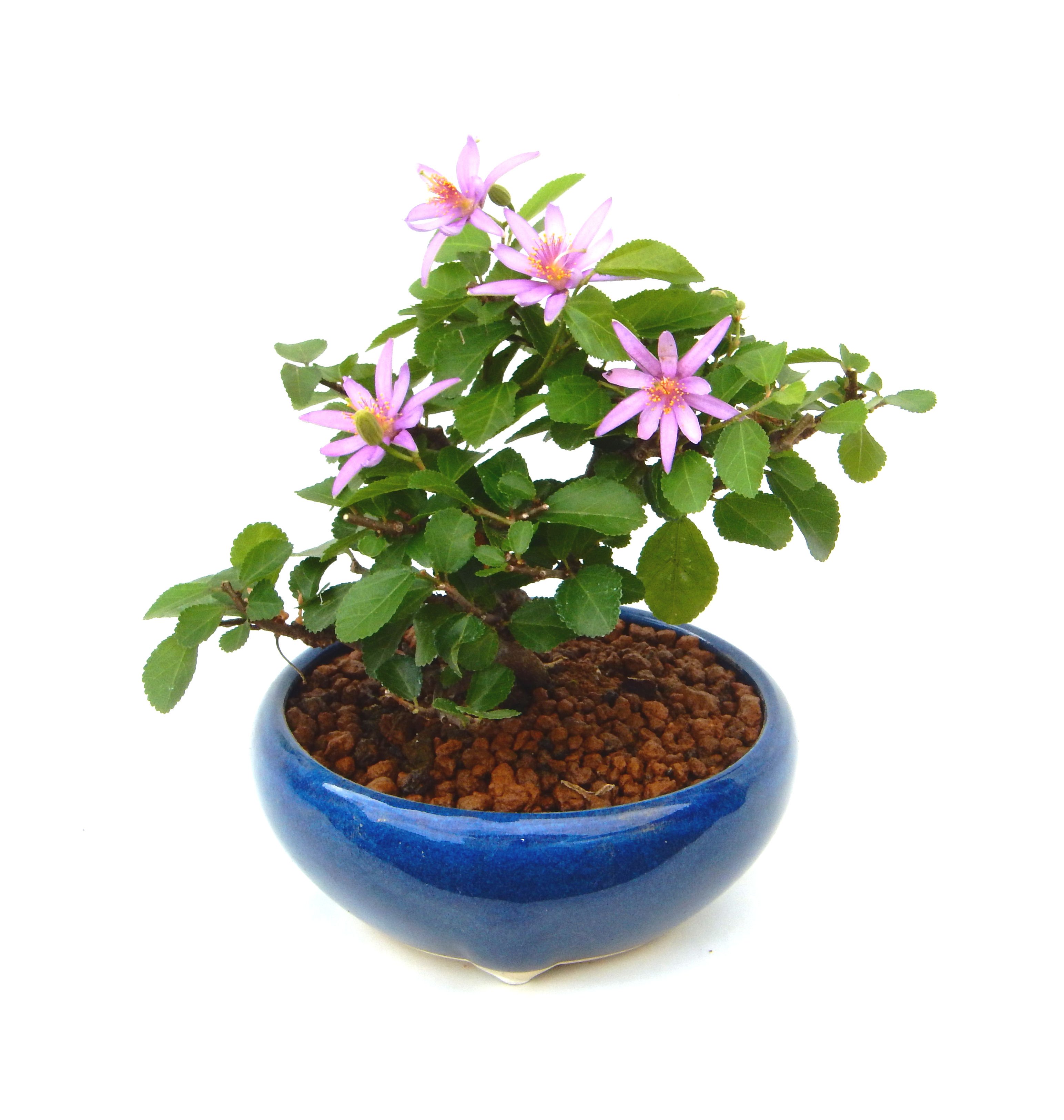 �Q�O�O�Q�N�ȗ��A�N�Ԃ̃x�X�g�Z���[�I�I�I�R���p�N�g�ɉ������܂����B���߂Ă̕��ɂ���Ă₷����v�ȐA���ł��B