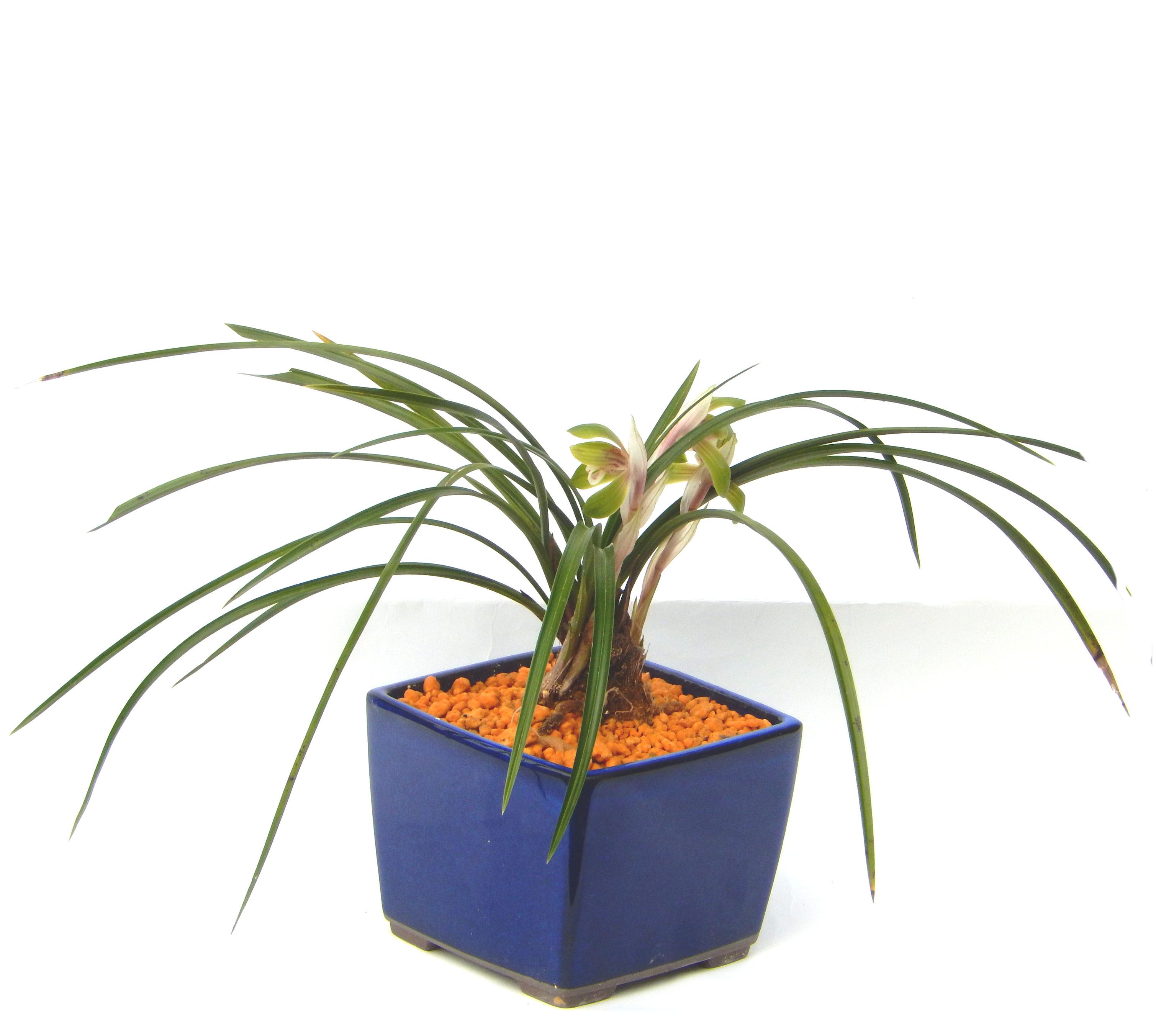 �����~�Ə����܂��B�����ɂ��₩��鉏�N�A���I�I�X�ɏt�A�R�����납���ȐԂ��ԁB�}�ɒ��ڂڂ݂�t���J�Ԃ��܂��B�Ԑ��������Ă��A���Ȃ��Ă��A�Ƃɂ��������A��x������ǂ����Ă���ɓ��ꂽ���Ȃ�A���ł��I 
   ���̏��i�́A�~�j�T�C�Y�ɍ��܂����B�������̃C���e���A�Ƃ��ăe�[�u���⑋�ӂɂ�����傫���ł��B�܂������̂����߂̈�i�ł��I�I�I