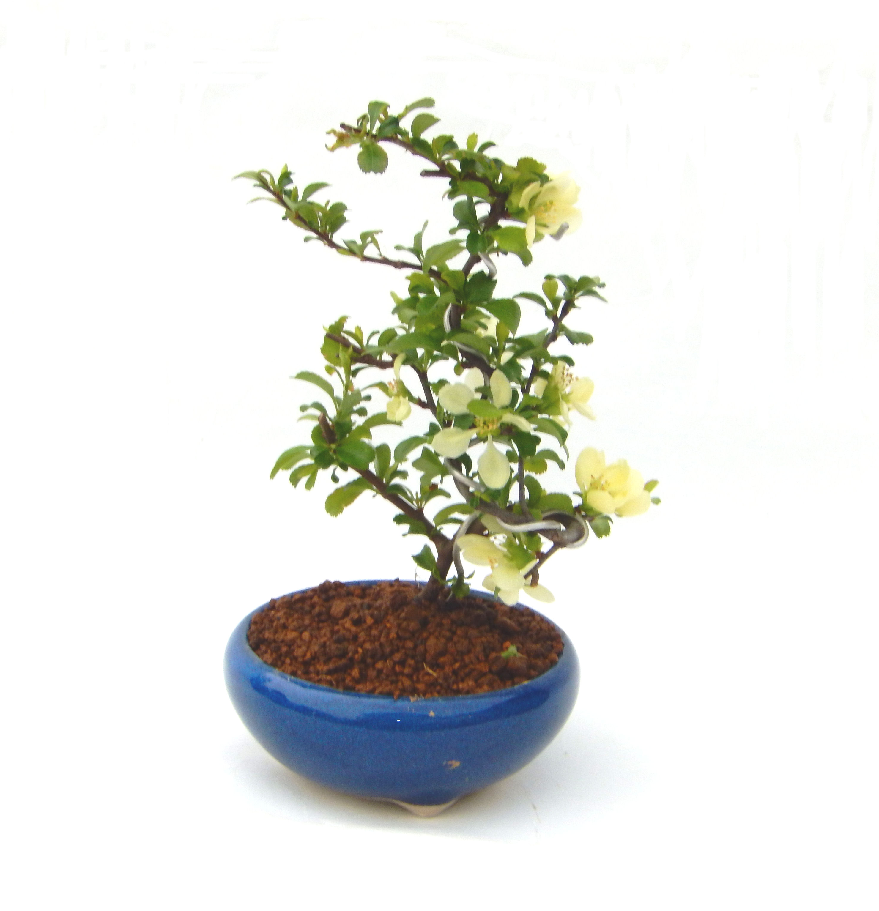 �����~�Ə����܂��B�����ɂ��₩��鉏�N�A���I�I�X�ɏt�A�R�����납���ȐԂ��ԁB�}�ɒ��ڂڂ݂�t���J�Ԃ��܂��B�Ԑ��������Ă��A���Ȃ��Ă��A�Ƃɂ��������A��x������ǂ����Ă���ɓ��ꂽ���Ȃ�A���ł��I 
   ���̏��i�́A�~�j�T�C�Y�ɍ��܂����B�������̃C���e���A�Ƃ��ăe�[�u���⑋�ӂɂ�����傫���ł��B�܂������̂����߂̈�i�ł��I�I�I