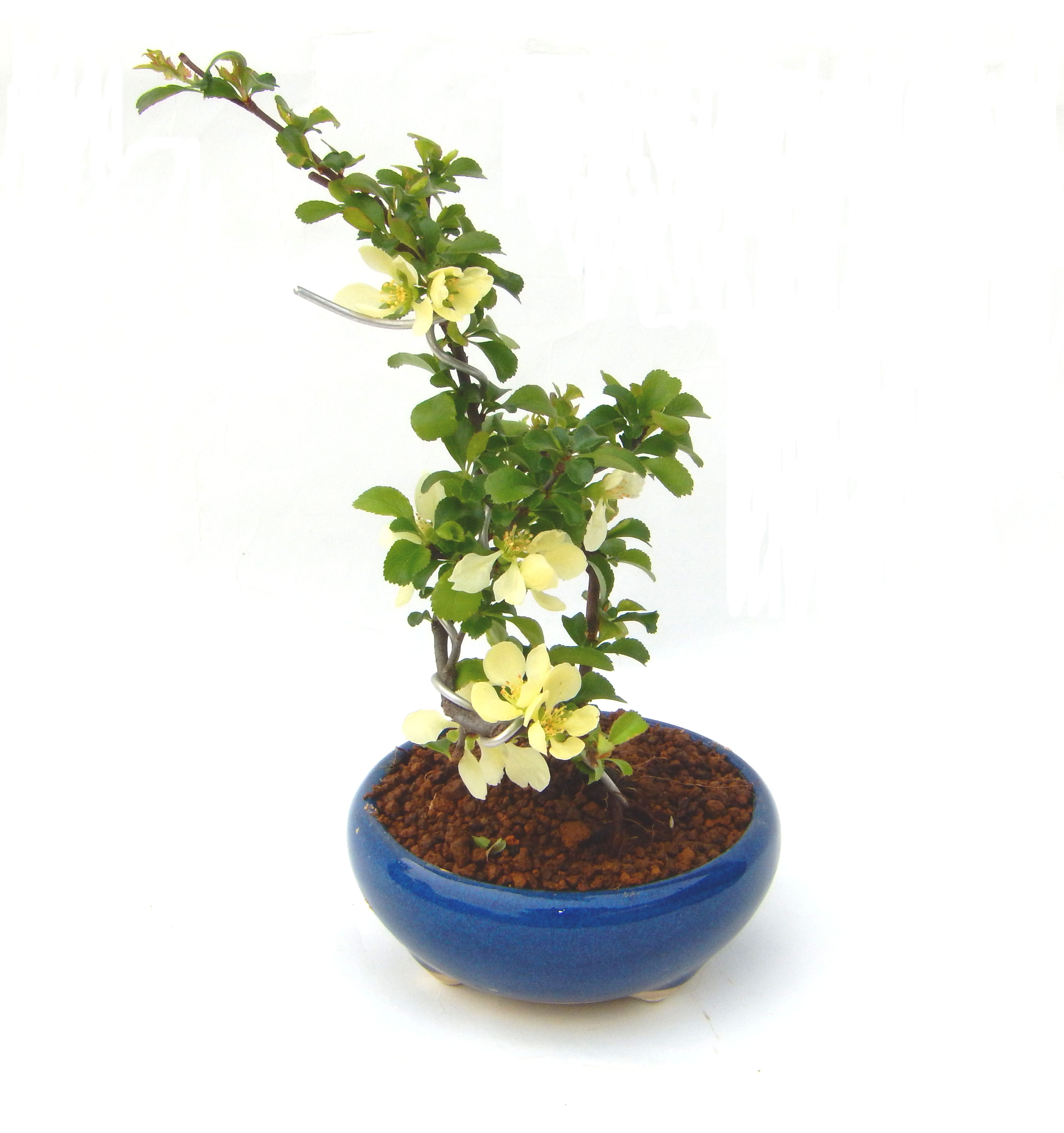 �����~�Ə����܂��B�����ɂ��₩��鉏�N�A���I�I�X�ɏt�A�R�����납���ȐԂ��ԁB�}�ɒ��ڂڂ݂�t���J�Ԃ��܂��B�Ԑ��������Ă��A���Ȃ��Ă��A�Ƃɂ��������A��x������ǂ����Ă���ɓ��ꂽ���Ȃ�A���ł��I 
   ���̏��i�́A�~�j�T�C�Y�ɍ��܂����B�������̃C���e���A�Ƃ��ăe�[�u���⑋�ӂɂ�����傫���ł��B�܂������̂����߂̈�i�ł��I�I�I