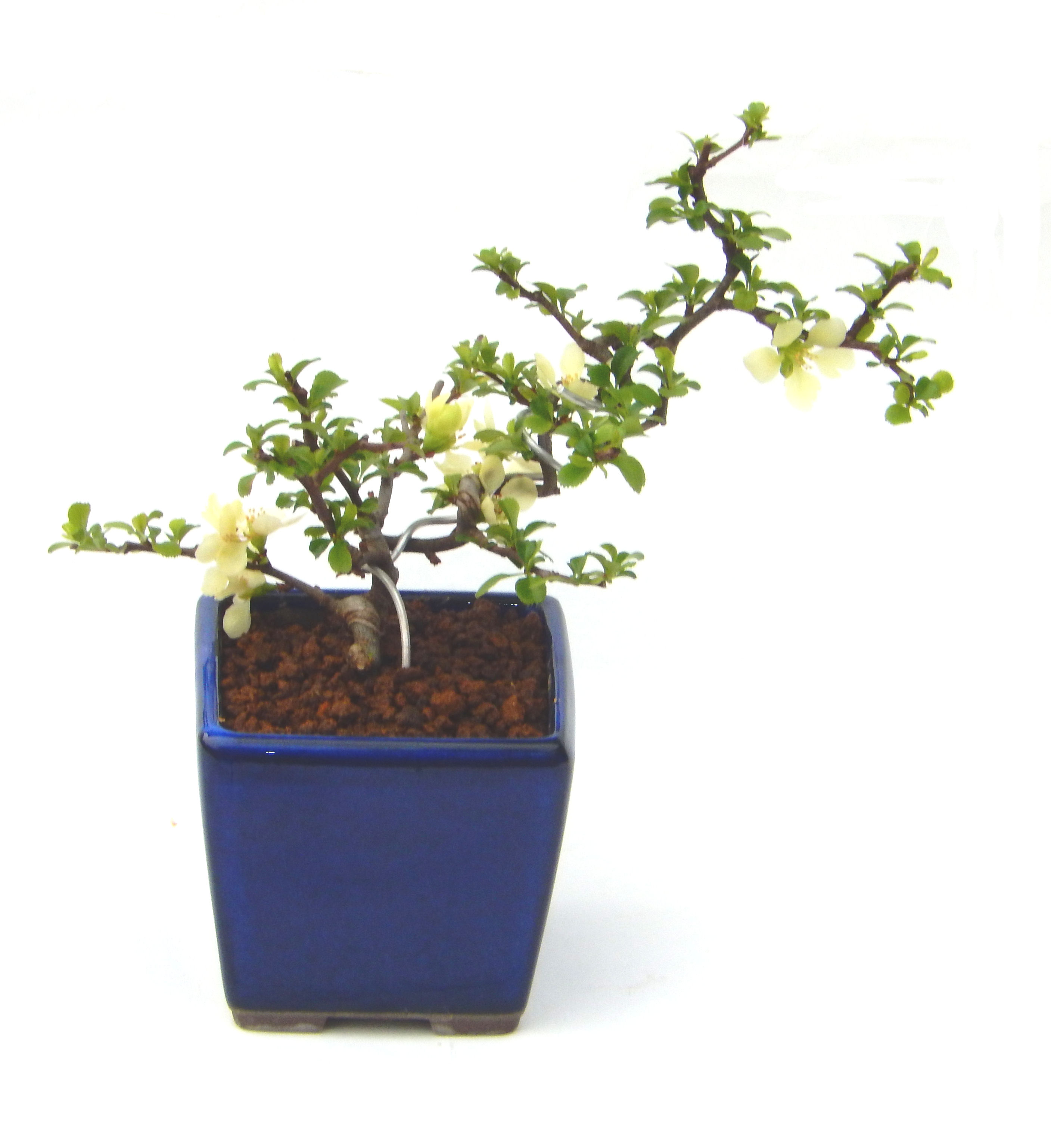 �����~�Ə����܂��B�����ɂ��₩��鉏�N�A���I�I�X�ɏt�A�R�����납���ȐԂ��ԁB�}�ɒ��ڂڂ݂�t���J�Ԃ��܂��B�Ԑ��������Ă��A���Ȃ��Ă��A�Ƃɂ��������A��x������ǂ����Ă���ɓ��ꂽ���Ȃ�A���ł��I 
   ���̏��i�́A�~�j�T�C�Y�ɍ��܂����B�������̃C���e���A�Ƃ��ăe�[�u���⑋�ӂɂ�����傫���ł��B�܂������̂����߂̈�i�ł��I�I�I