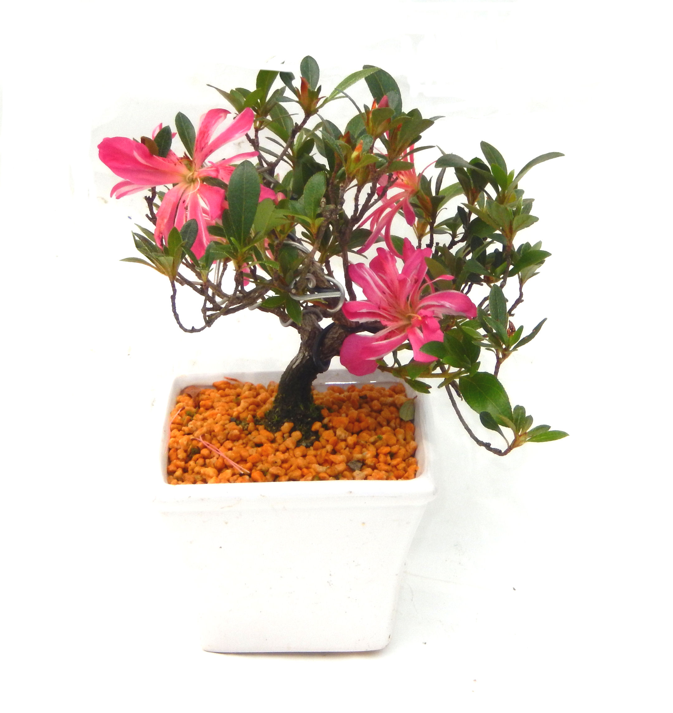 �N�Ԃ̒��x�X�g�Z���[�ɂȂ�܂����I�I�I�R���p�N�g�ɉ������܂����B���߂Ă̕��ɂ���Ă₷����v�ȐA���ł��B