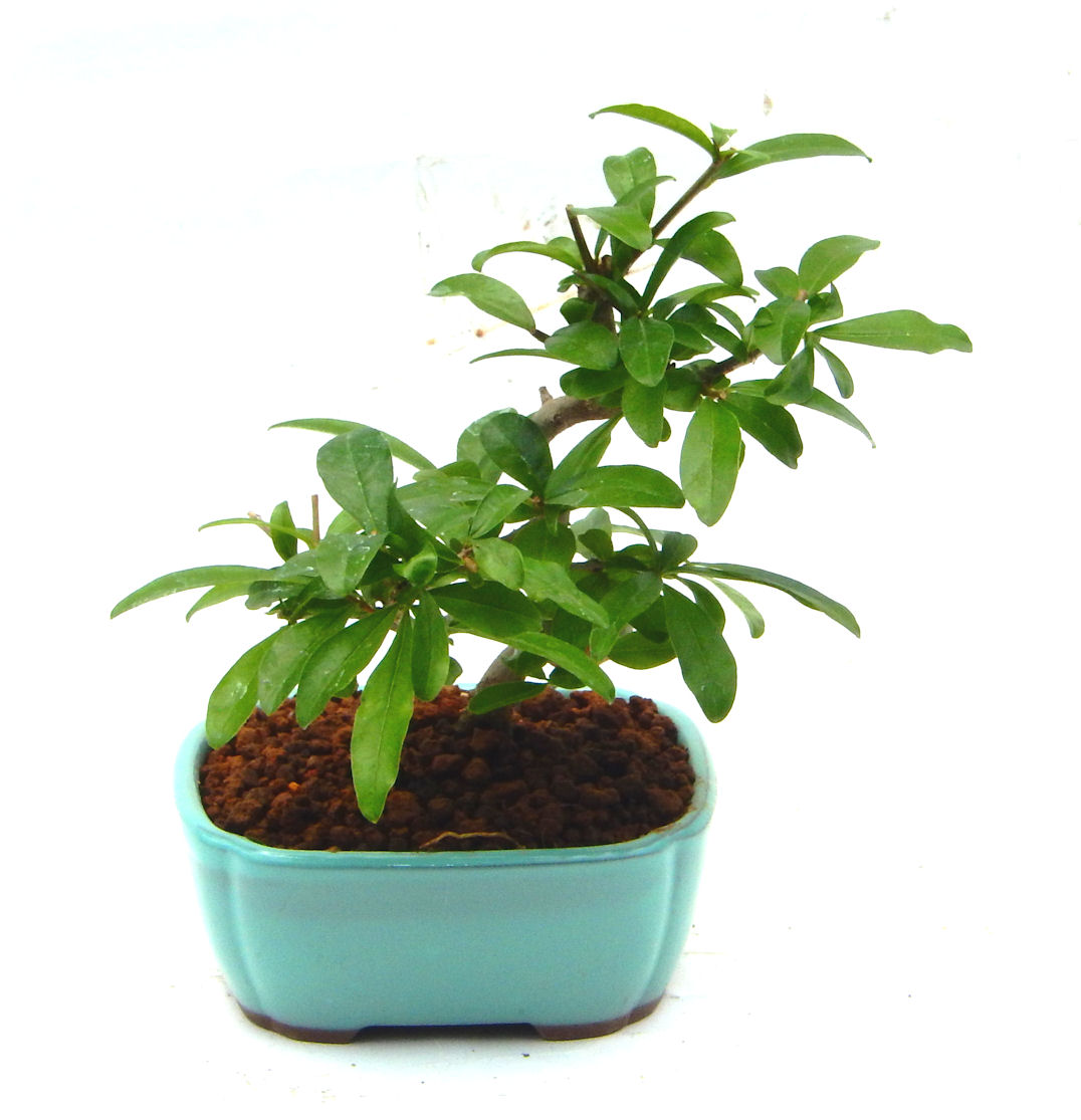 ������́A�q��Ɍb�܂��Ƃ����A�ɉh���Ӗ����鉏�N�A���ł��B�U���ɃI�����W�F�̉Ԃ��炫�A�����Ď����Ȃ�܂��B��(��)�́A���e�ɐl�C�ň��ݕ��Ƃ��Ďs�̂���Ă��܂��B 