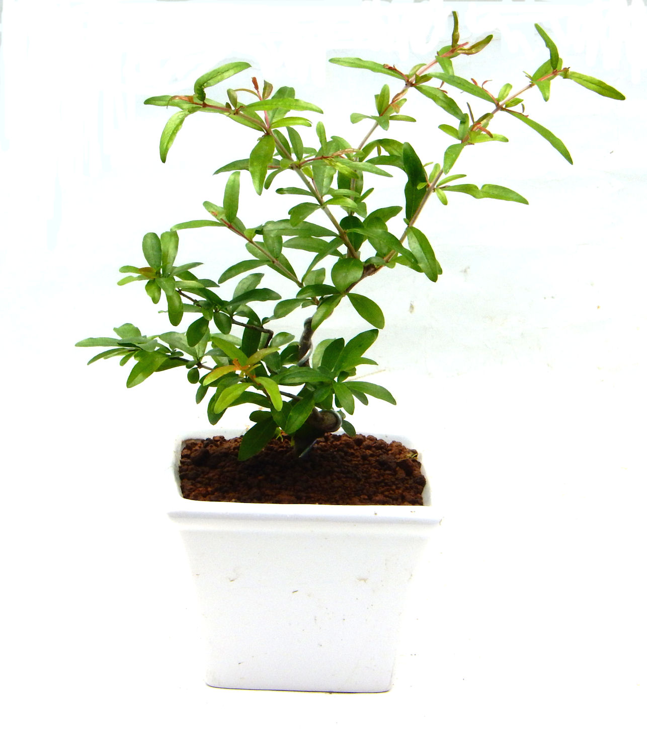 ������́A�q��Ɍb�܂��Ƃ����A�ɉh���Ӗ����鉏�N�A���ł��B�U���ɃI�����W�F�̉Ԃ��炫�A�����Ď����Ȃ�܂��B��(��)�́A���e�ɐl�C�ň��ݕ��Ƃ��Ďs�̂���Ă��܂��B 