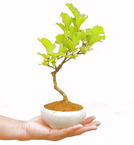 ��������邤�߂��ǂ���̉摜���o�܂��������΂炭���҂��������܂��B