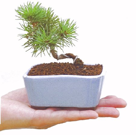 �Ȃɂ������N���ǂ��؁I�I��N�ʂ��ėt���~�h���ł��B�R���p�N�g�Ɏd�グ�Ă��܂��̂Ŏ肪������܂���B