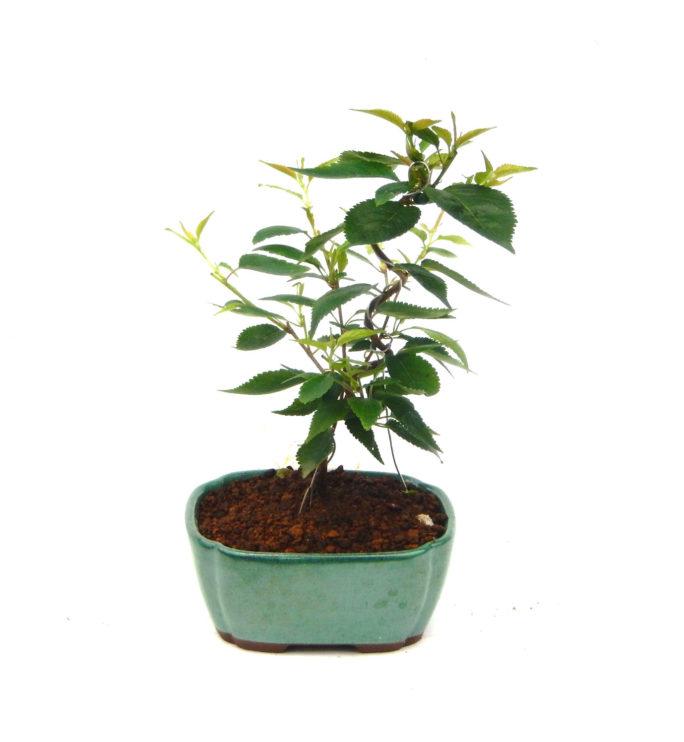 �P�O�����B�t�ƏH�̓��炭�T�N���ł��B�N�Ԃ̒��x�X�g�Z���[�ɂȂ�܂����I�I�I�R���p�N�g�ɉ������܂����B���߂Ă̕��ɂ���Ă₷����v�ȐA���ł��B