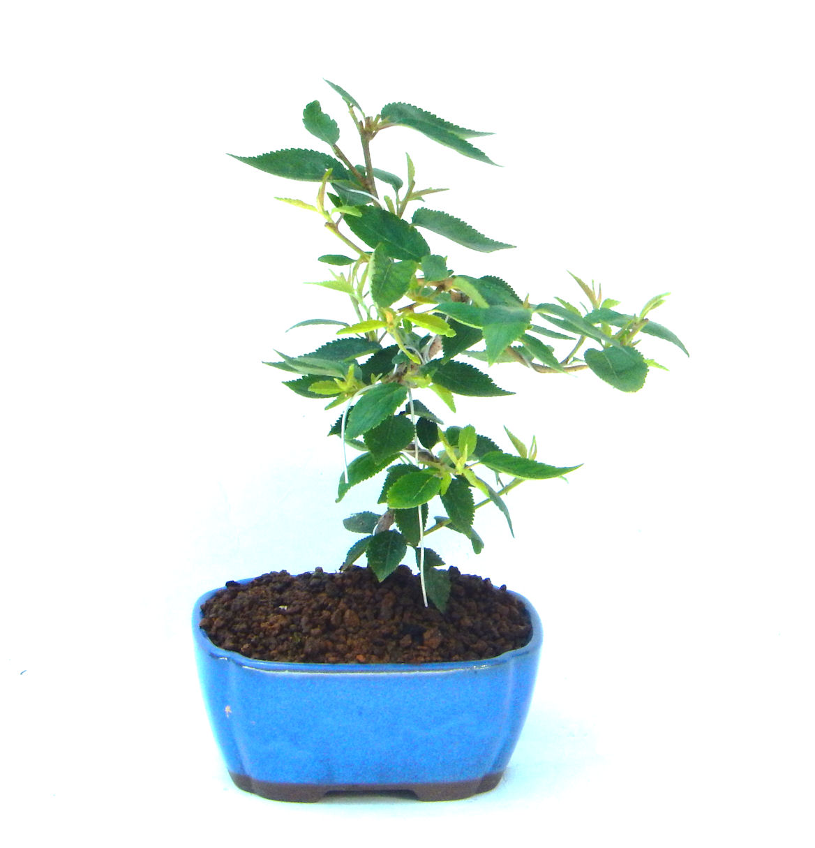 �P�O�����B�t�ƏH�̓��炭�T�N���ł��B�N�Ԃ̒��x�X�g�Z���[�ɂȂ�܂����I�I�I�R���p�N�g�ɉ������܂����B���߂Ă̕��ɂ���Ă₷����v�ȐA���ł��B