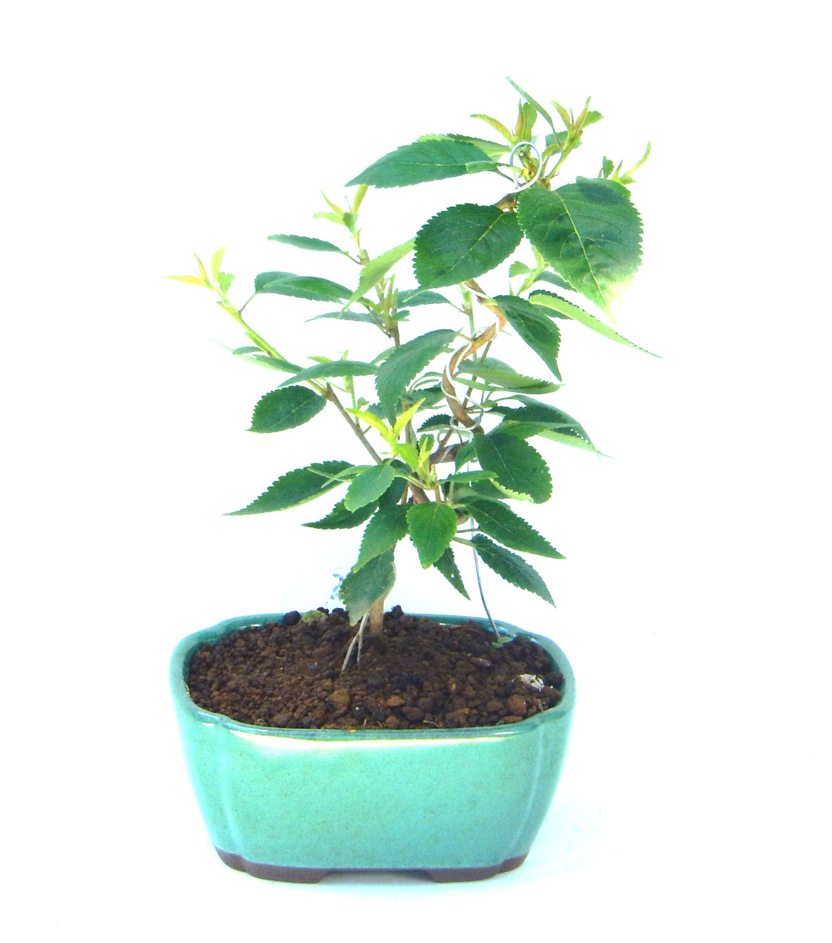 �P�O�����B�t�ƏH�̓��炭�T�N���ł��B�N�Ԃ̒��x�X�g�Z���[�ɂȂ�܂����I�I�I�R���p�N�g�ɉ������܂����B���߂Ă̕��ɂ���Ă₷����v�ȐA���ł��B