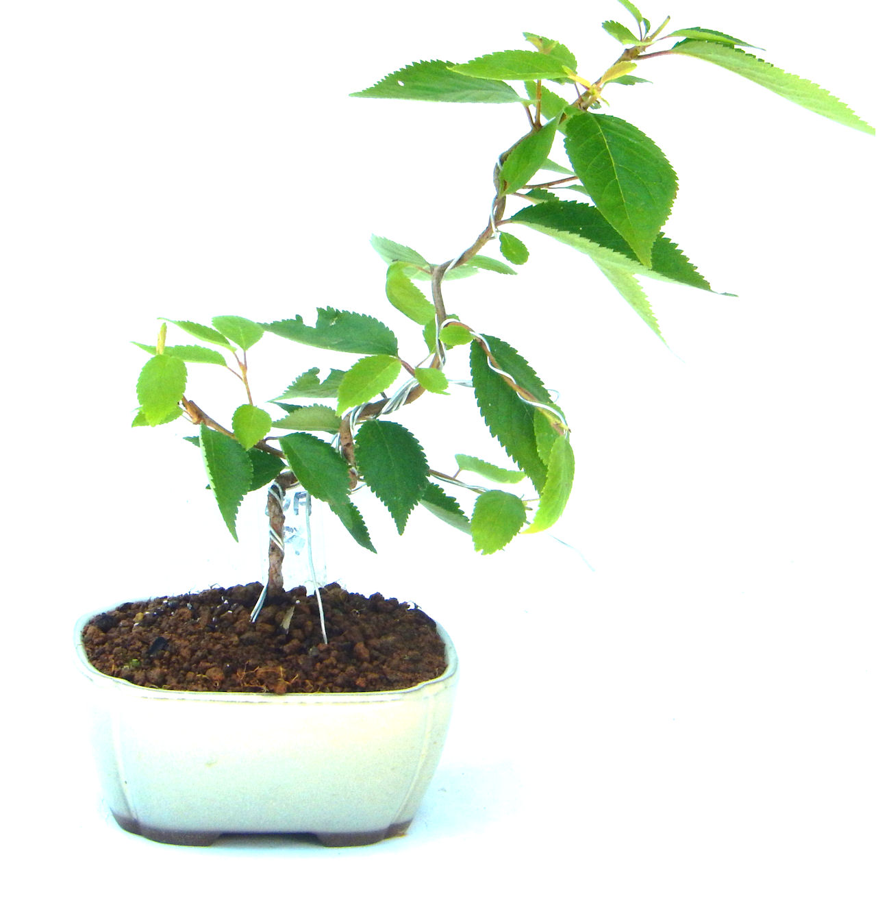 �P�O�����B�t�ƏH�̓��炭�T�N���ł��B�N�Ԃ̒��x�X�g�Z���[�ɂȂ�܂����I�I�I�R���p�N�g�ɉ������܂����B���߂Ă̕��ɂ���Ă₷����v�ȐA���ł��B