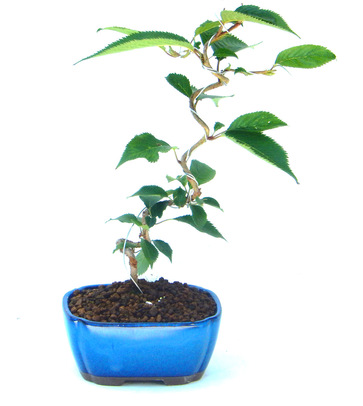 �P�O�����B�t�ƏH�̓��炭�T�N���ł��B�N�Ԃ̒��x�X�g�Z���[�ɂȂ�܂����I�I�I�R���p�N�g�ɉ������܂����B���߂Ă̕��ɂ���Ă₷����v�ȐA���ł��B