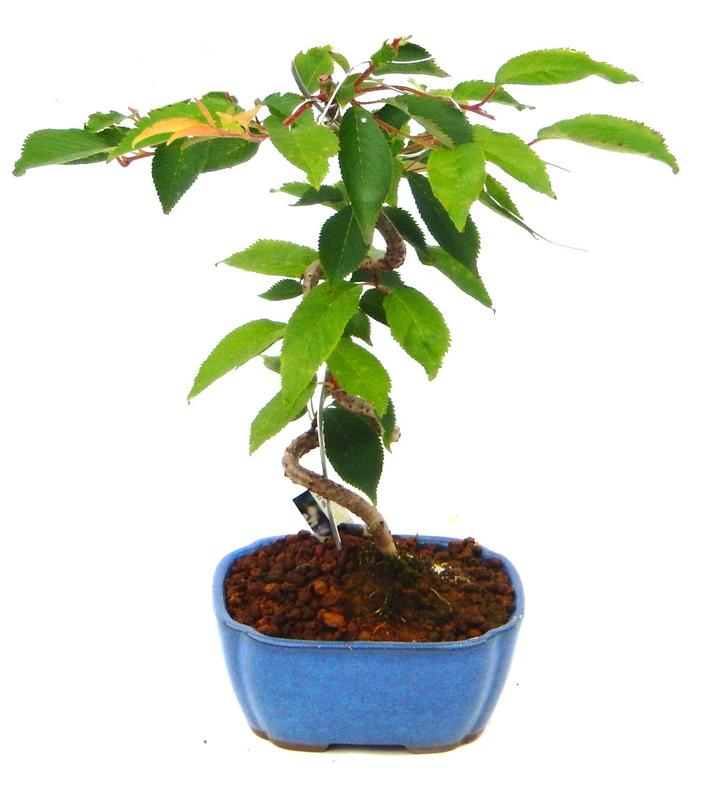 �P�O�����B�t�ƏH�̓��炭�T�N���ł��B�N�Ԃ̒��x�X�g�Z���[�ɂȂ�܂����I�I�I�R���p�N�g�ɉ������܂����B���߂Ă̕��ɂ���Ă₷����v�ȐA���ł��B