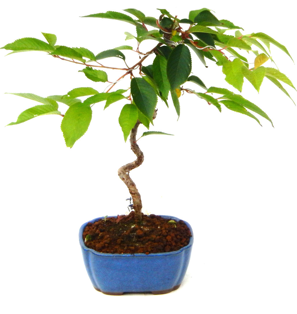 �P�O�����B�t�ƏH�̓��炭�T�N���ł��B�N�Ԃ̒��x�X�g�Z���[�ɂȂ�܂����I�I�I�R���p�N�g�ɉ������܂����B���߂Ă̕��ɂ���Ă₷����v�ȐA���ł��B