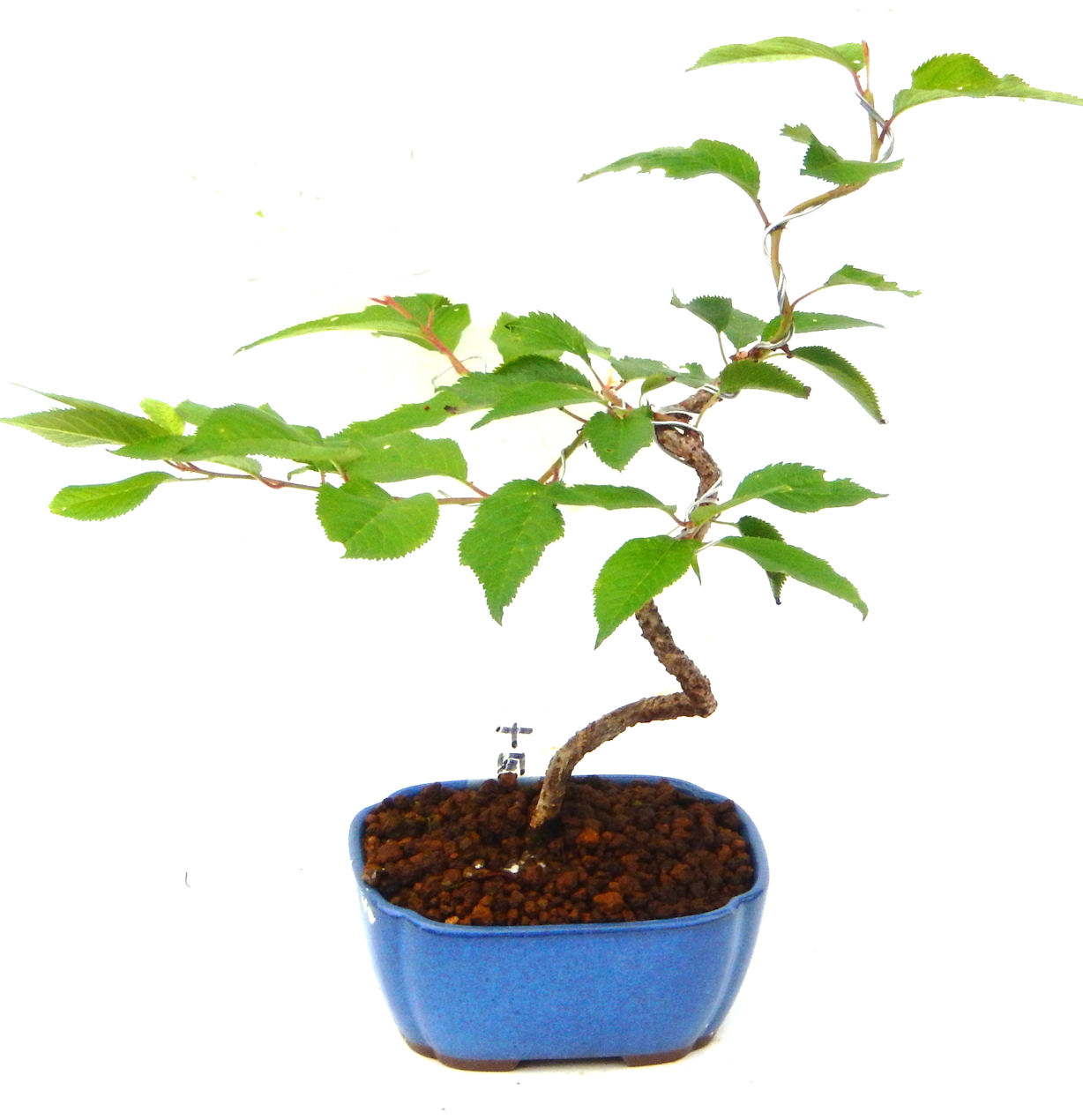 �P�O�����B�t�ƏH�̓��炭�T�N���ł��B�N�Ԃ̒��x�X�g�Z���[�ɂȂ�܂����I�I�I�R���p�N�g�ɉ������܂����B���߂Ă̕��ɂ���Ă₷����v�ȐA���ł��B