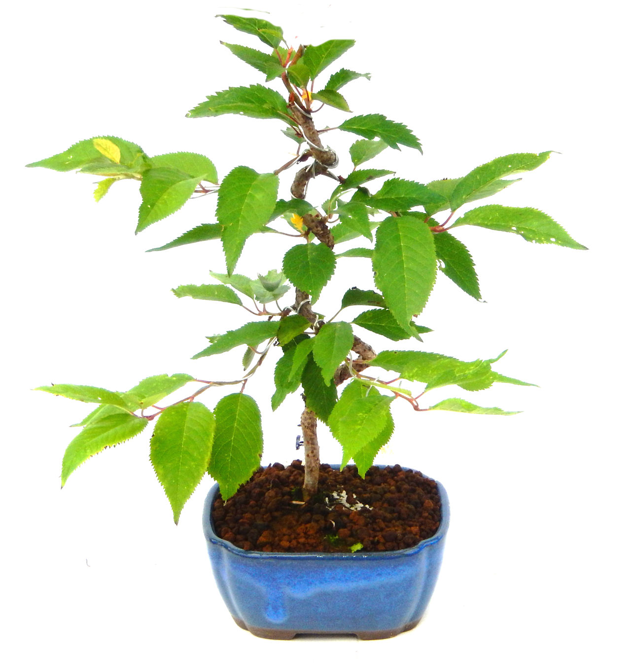 �P�O�����B�t�ƏH�̓��炭�T�N���ł��B�N�Ԃ̒��x�X�g�Z���[�ɂȂ�܂����I�I�I�R���p�N�g�ɉ������܂����B���߂Ă̕��ɂ���Ă₷����v�ȐA���ł��B