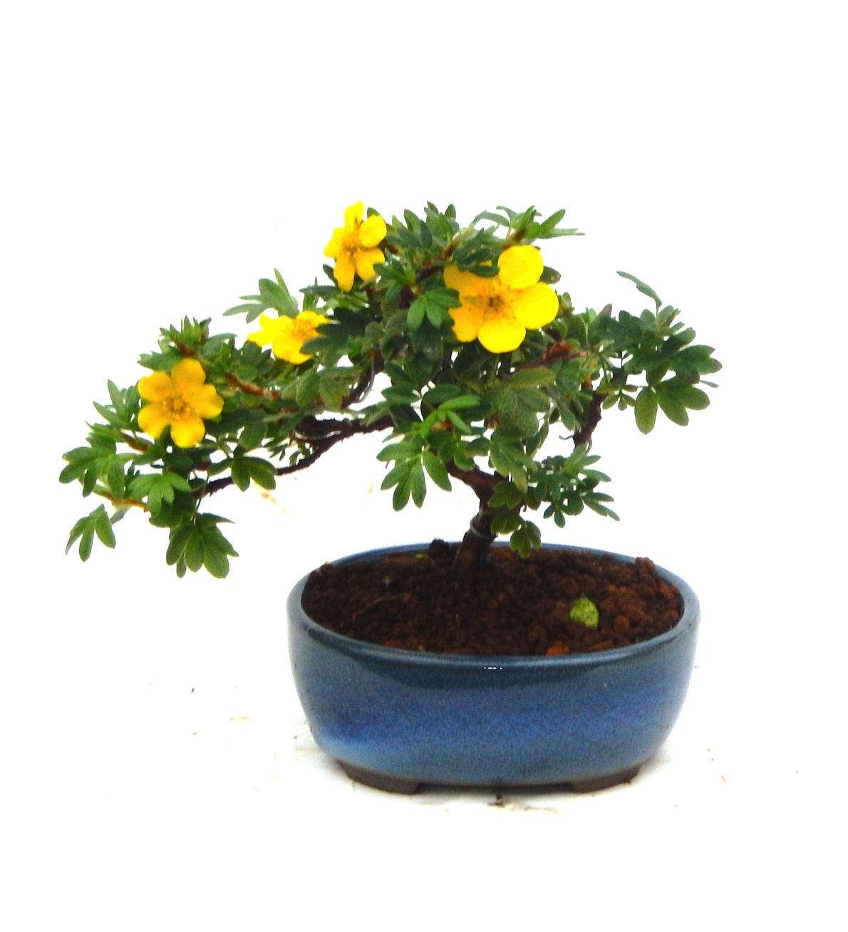 ����̖؂Ə����܂��B�����ɂ��₩��鉏�N�A���I�I�Ƃɂ��������A��x������ǂ����Ă���ɓ��ꂽ���Ȃ�A���ł��I 
   ���̏��i�́A�~�j�T�C�Y�ɍ��܂����B�������̃C���e���A�Ƃ��ăe�[�u���⑋�ӂɂ�����傫���ł��B�܂������̂����߂̈�i�ł��I�I�I