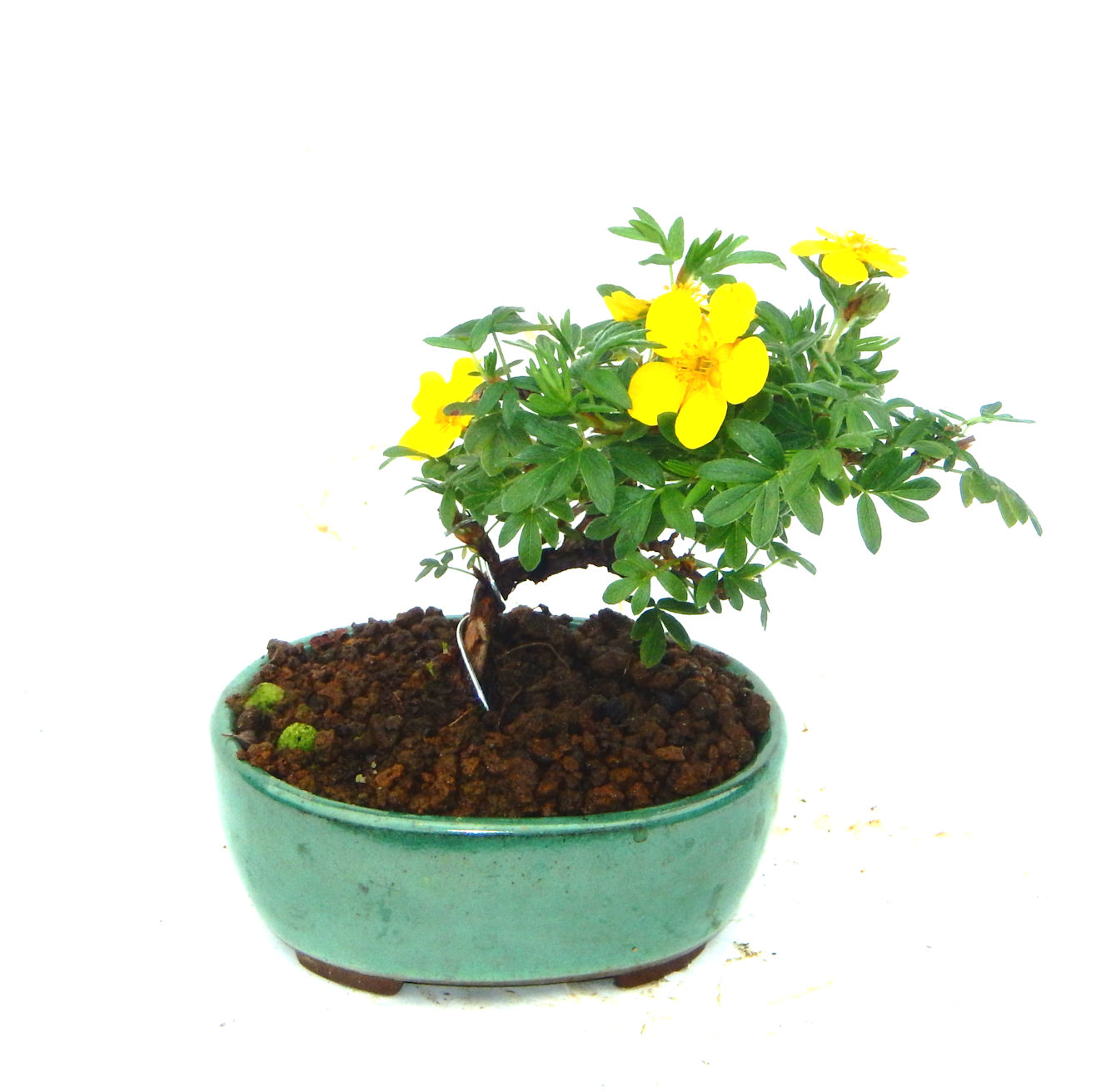 ����̖؂Ə����܂��B�����ɂ��₩��鉏�N�A���I�I�Ƃɂ��������A��x������ǂ����Ă���ɓ��ꂽ���Ȃ�A���ł��I 
   ���̏��i�́A�~�j�T�C�Y�ɍ��܂����B�������̃C���e���A�Ƃ��ăe�[�u���⑋�ӂɂ�����傫���ł��B�܂������̂����߂̈�i�ł��I�I�I