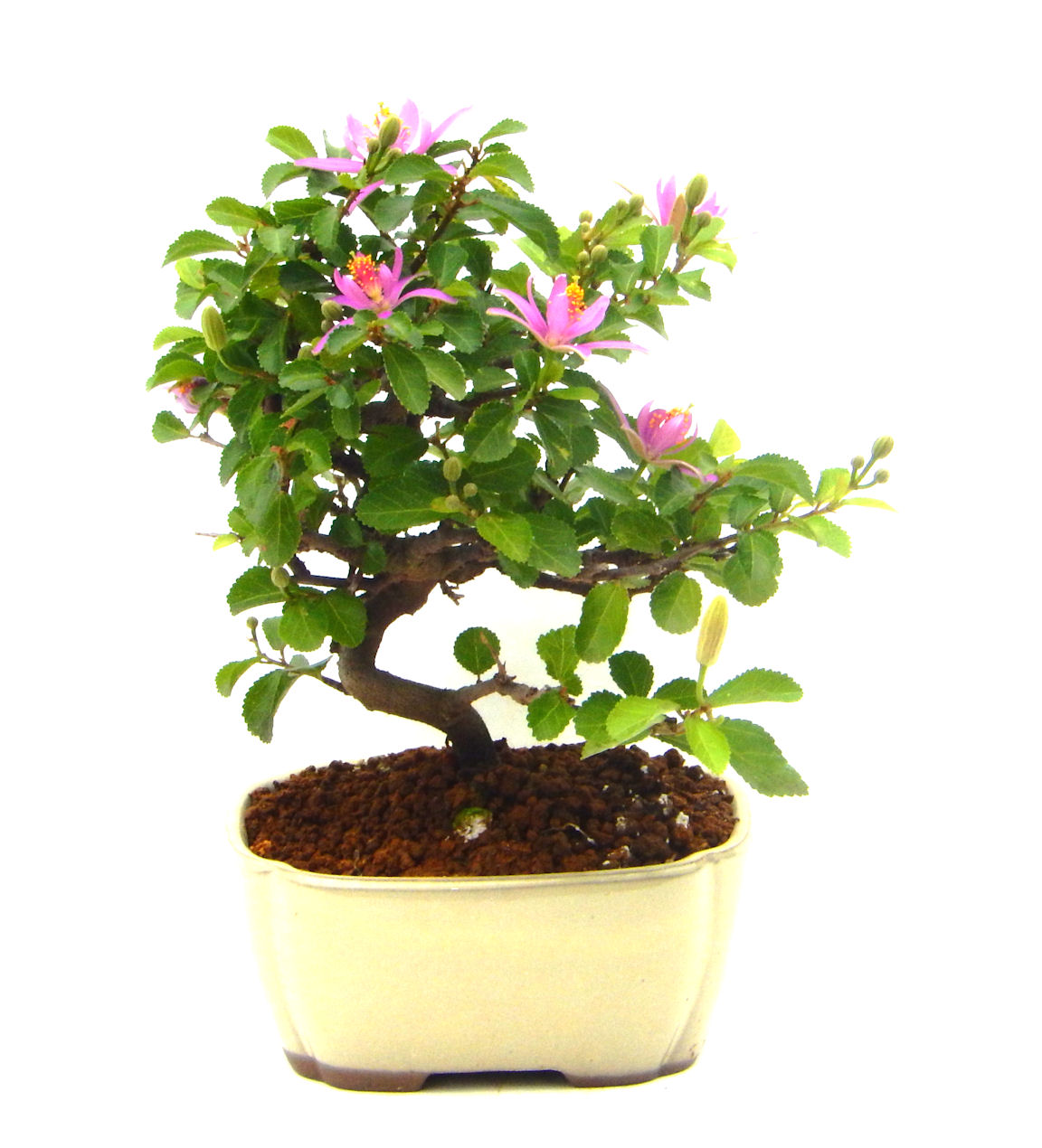 �Q�O�O�Q�N�ȗ��A�N�Ԃ̃x�X�g�Z���[�I�I�I�R���p�N�g�ɉ������܂����B���߂Ă̕��ɂ���Ă₷����v�ȐA���ł��B