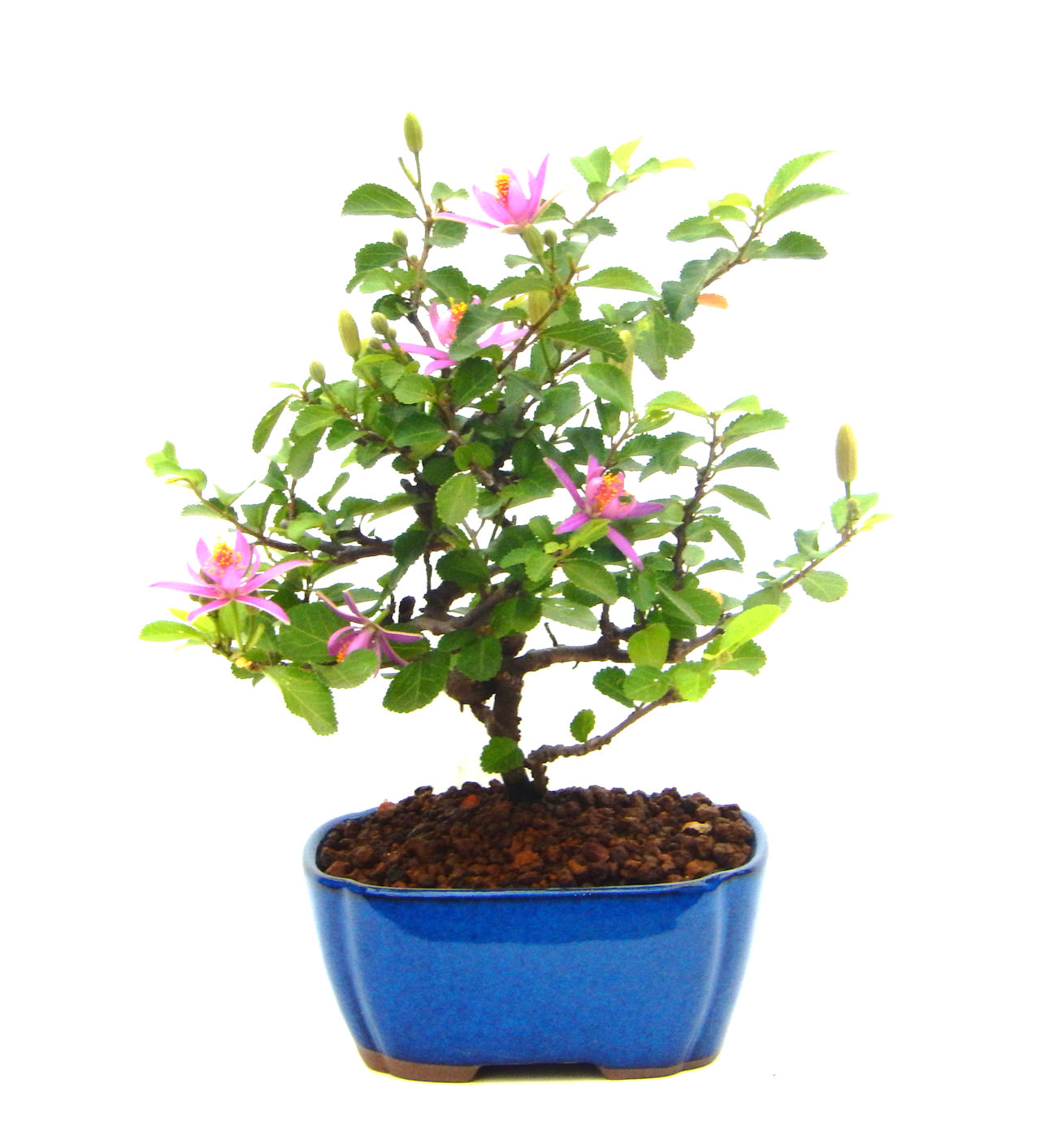 �Q�O�O�Q�N�ȗ��A�N�Ԃ̃x�X�g�Z���[�I�I�I�R���p�N�g�ɉ������܂����B���߂Ă̕��ɂ���Ă₷����v�ȐA���ł��B