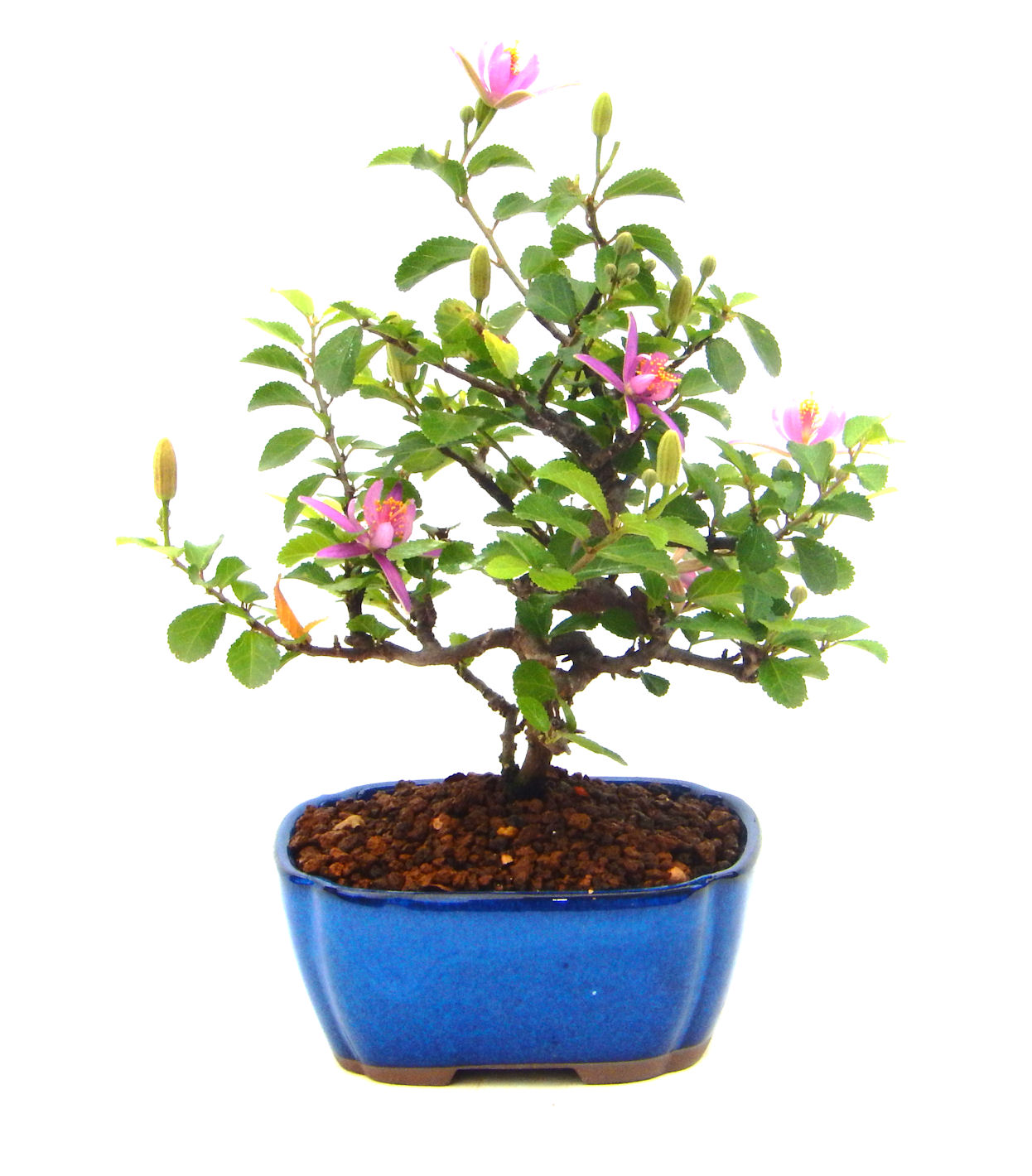 �Q�O�O�Q�N�ȗ��A�N�Ԃ̃x�X�g�Z���[�I�I�I�R���p�N�g�ɉ������܂����B���߂Ă̕��ɂ���Ă₷����v�ȐA���ł��B