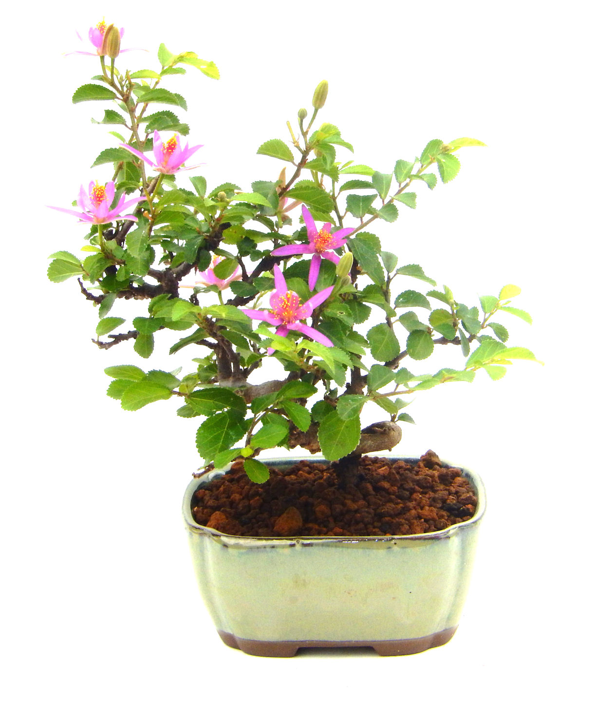 �Q�O�O�Q�N�ȗ��A�N�Ԃ̃x�X�g�Z���[�I�I�I�R���p�N�g�ɉ������܂����B���߂Ă̕��ɂ���Ă₷����v�ȐA���ł��B