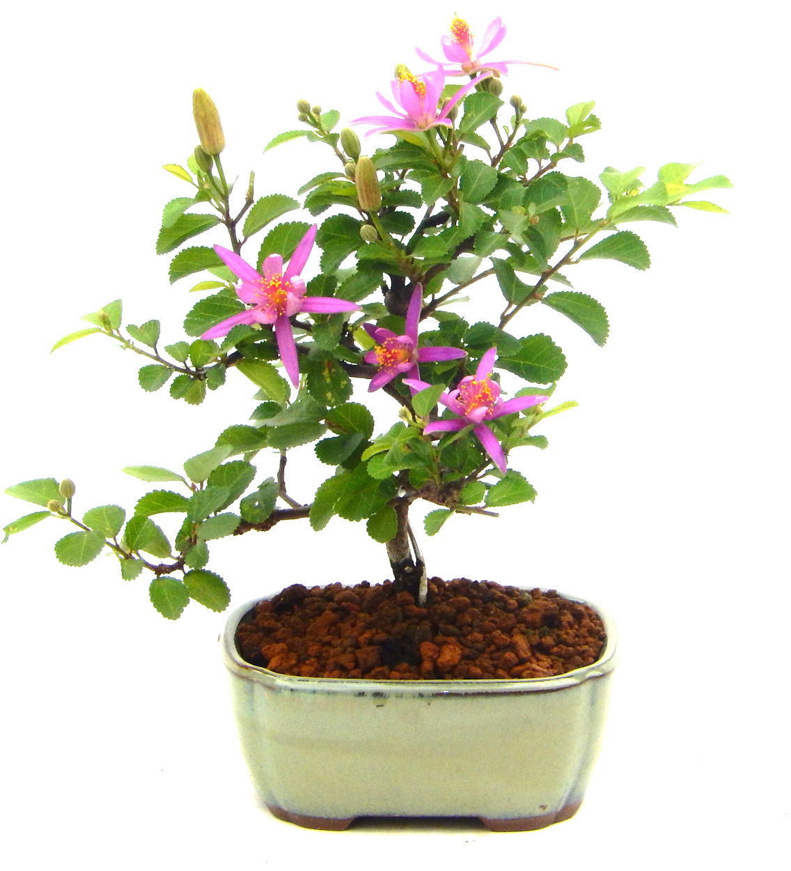 �Q�O�O�Q�N�ȗ��A�N�Ԃ̃x�X�g�Z���[�I�I�I�R���p�N�g�ɉ������܂����B���߂Ă̕��ɂ���Ă₷����v�ȐA���ł��B