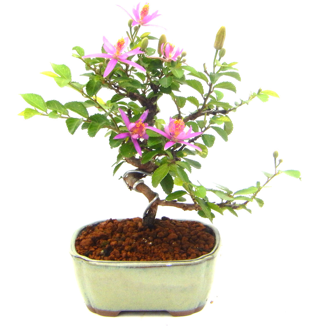 �Q�O�O�Q�N�ȗ��A�N�Ԃ̃x�X�g�Z���[�I�I�I�R���p�N�g�ɉ������܂����B���߂Ă̕��ɂ���Ă₷����v�ȐA���ł��B