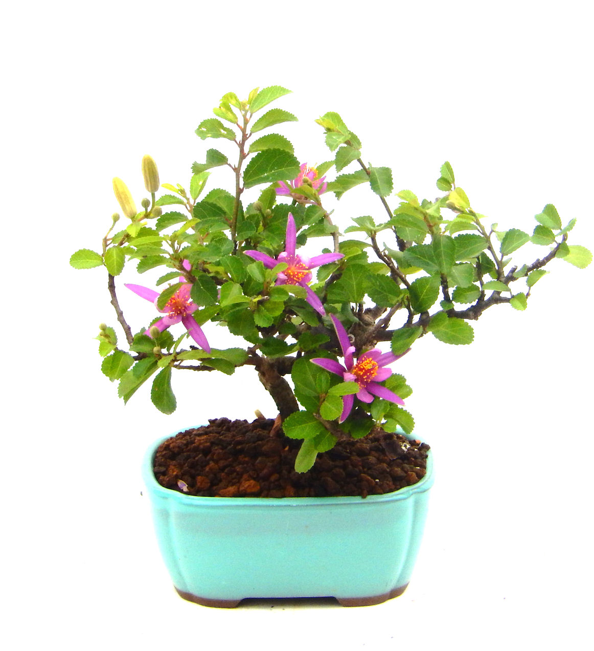 �Q�O�O�Q�N�ȗ��A�N�Ԃ̃x�X�g�Z���[�I�I�I�R���p�N�g�ɉ������܂����B���߂Ă̕��ɂ���Ă₷����v�ȐA���ł��B