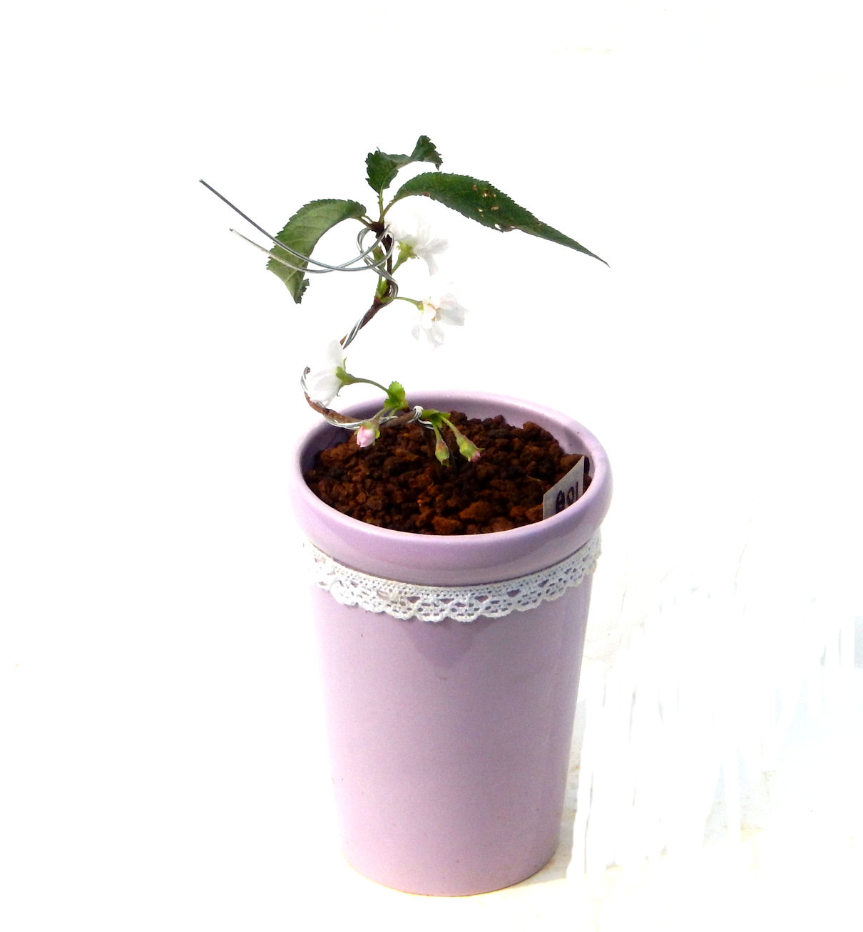 �H����~�ɂ����A�t�ɉԂ��炭�j��炫���ł��B�N�Ԃ̒��x�X�g�Z���[�ɂȂ�܂����I�I�I�R���p�N�g�ɉ������܂����B���߂Ă̕��ɂ���Ă₷����v�ȐA���ł��B