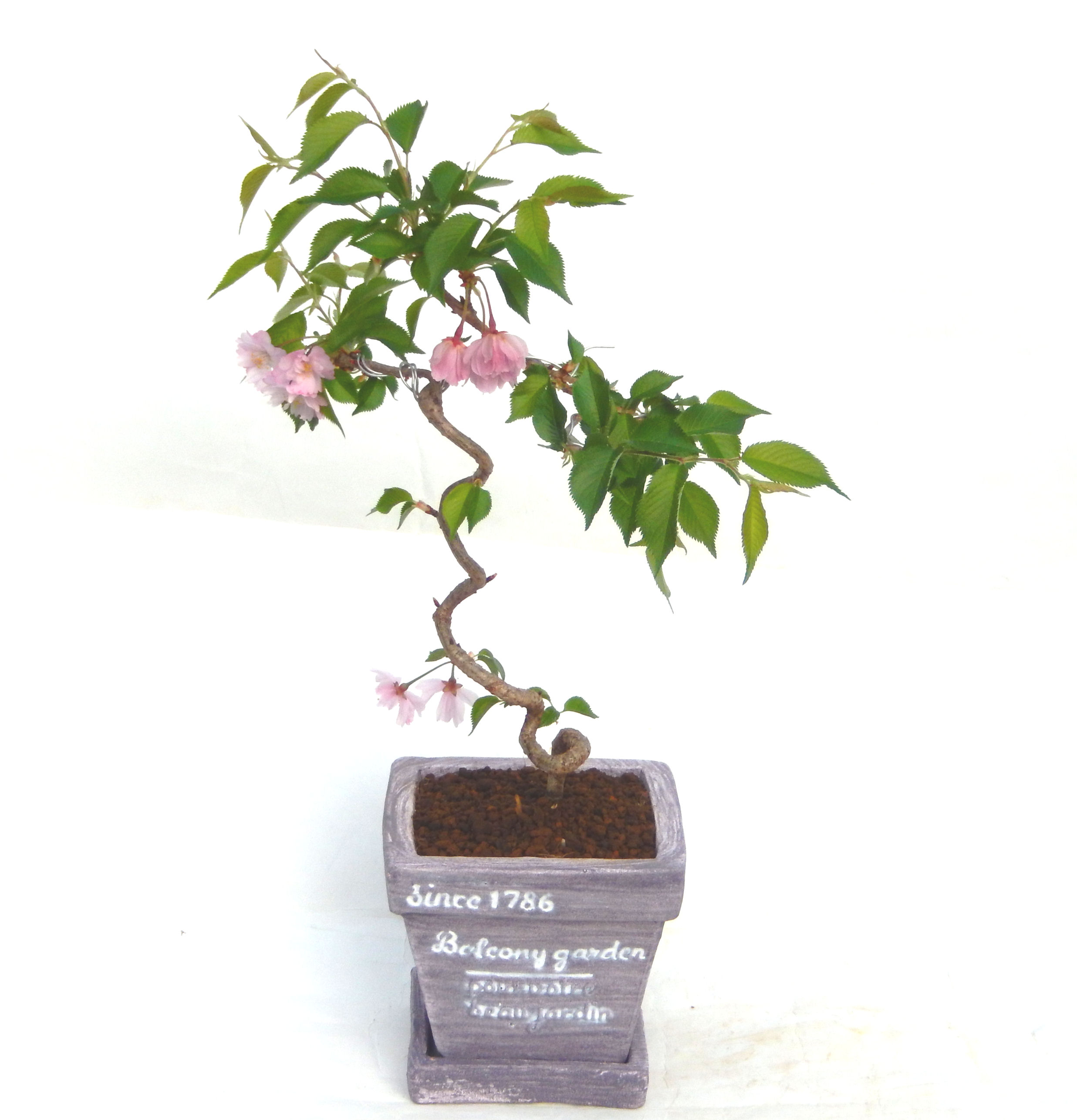 �P�O�����B�t�ƏH�̓��炭�T�N���ł��B�N�Ԃ̒��x�X�g�Z���[�ɂȂ�܂����I�I�I�R���p�N�g�ɉ������܂����B���߂Ă̕��ɂ���Ă₷����v�ȐA���ł��B