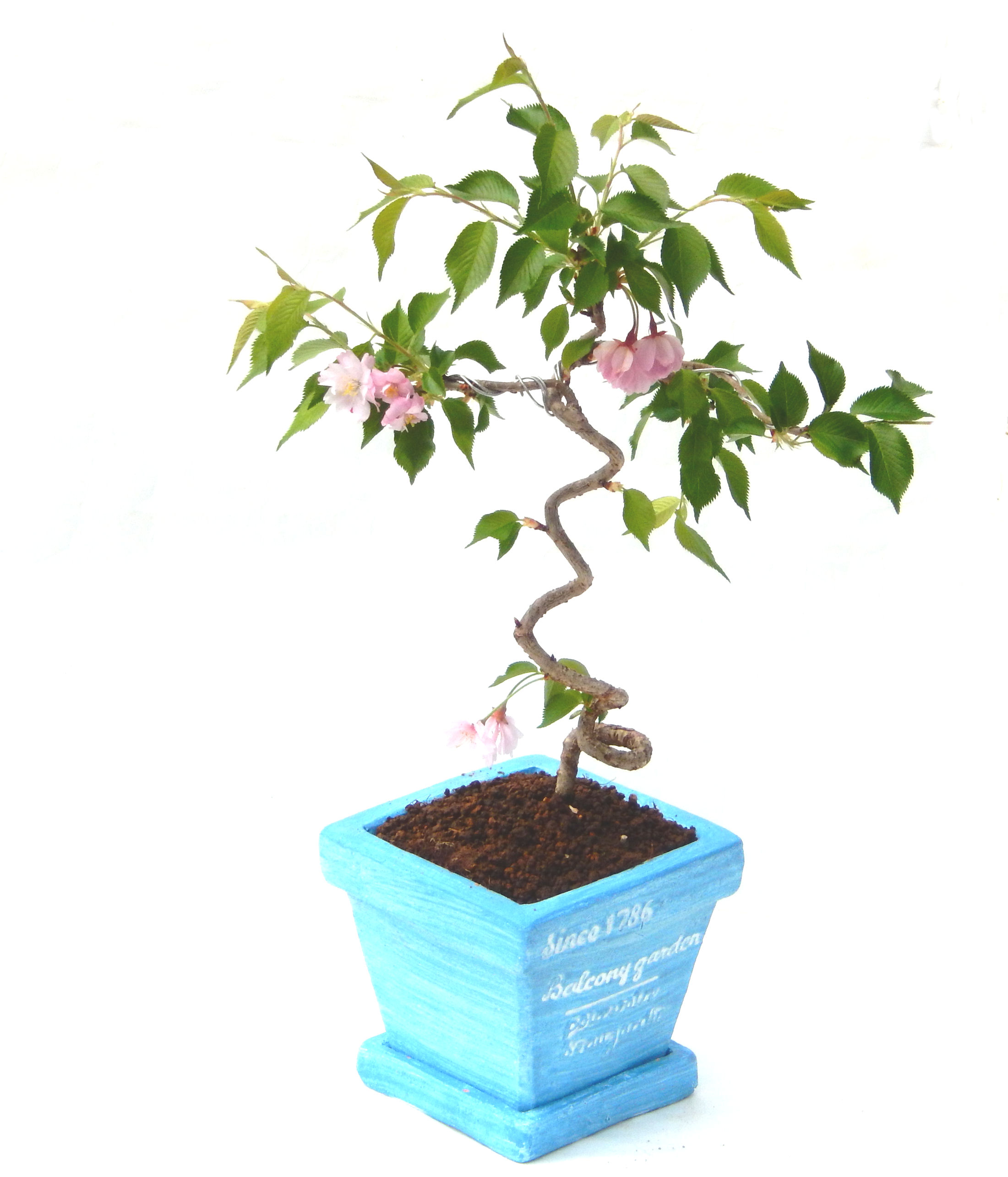 �P�O�����B�t�ƏH�̓��炭�T�N���ł��B�N�Ԃ̒��x�X�g�Z���[�ɂȂ�܂����I�I�I�R���p�N�g�ɉ������܂����B���߂Ă̕��ɂ���Ă₷����v�ȐA���ł��B