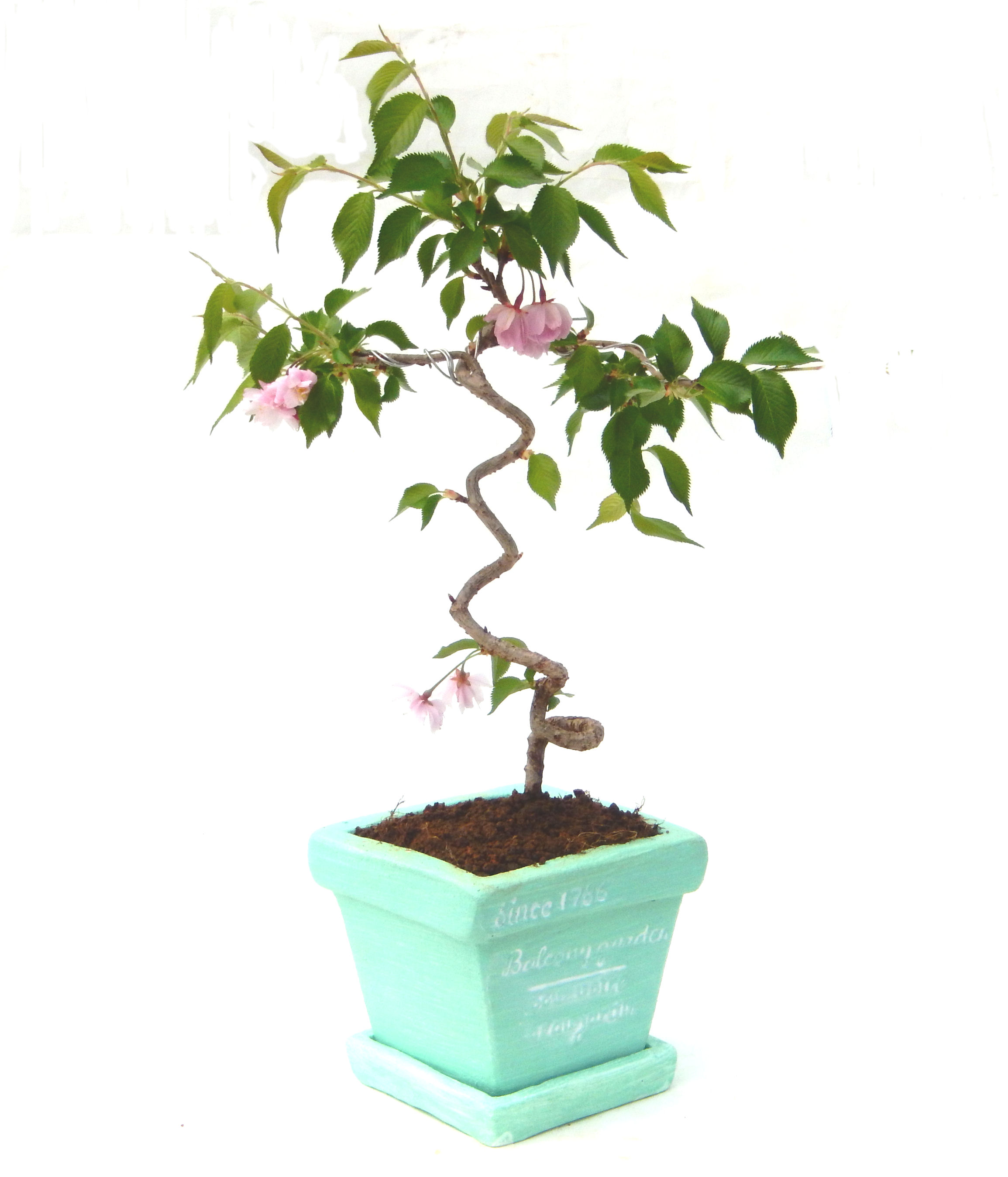 �P�O�����B�t�ƏH�̓��炭�T�N���ł��B�N�Ԃ̒��x�X�g�Z���[�ɂȂ�܂����I�I�I�R���p�N�g�ɉ������܂����B���߂Ă̕��ɂ���Ă₷����v�ȐA���ł��B