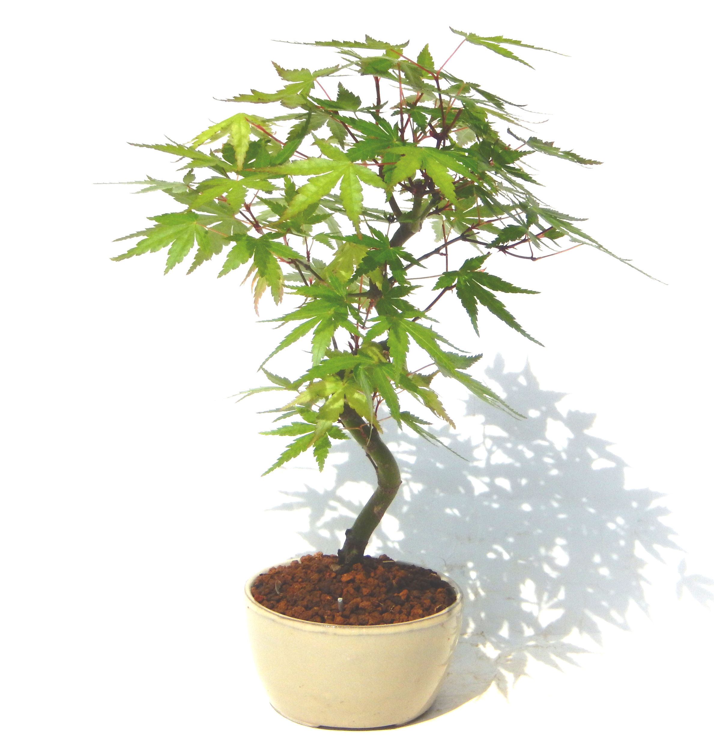 ���݂��B���Ă̐V�΁A�H�̍g�t�A���t�����ďt�̉�ӂ��A�l�G�𔧂Ŋ�����A���ł��B�N�Ԃ̃x�X�g�Z���[�ɂȂ�܂����I�I�I�R���p�N�g�ɉ������܂����B���߂Ă̕��ɂ���Ă₷����v�ȐA���ł��B