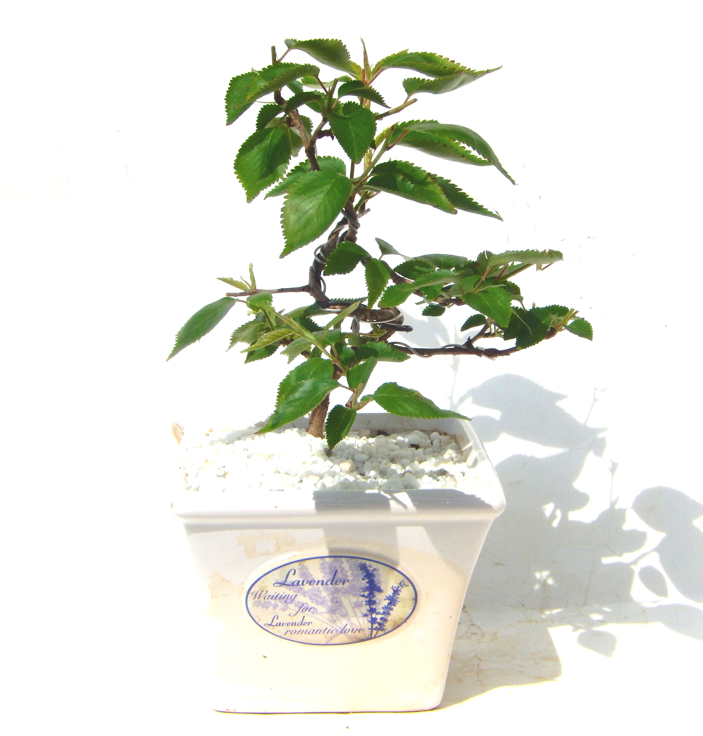 �H����~�ɂ����A�t�ɉԂ��炭�j��炫���ł��B�N�Ԃ̒��x�X�g�Z���[�ɂȂ�܂����I�I�I�R���p�N�g�ɉ������܂����B���߂Ă̕��ɂ���Ă₷����v�ȐA���ł��B