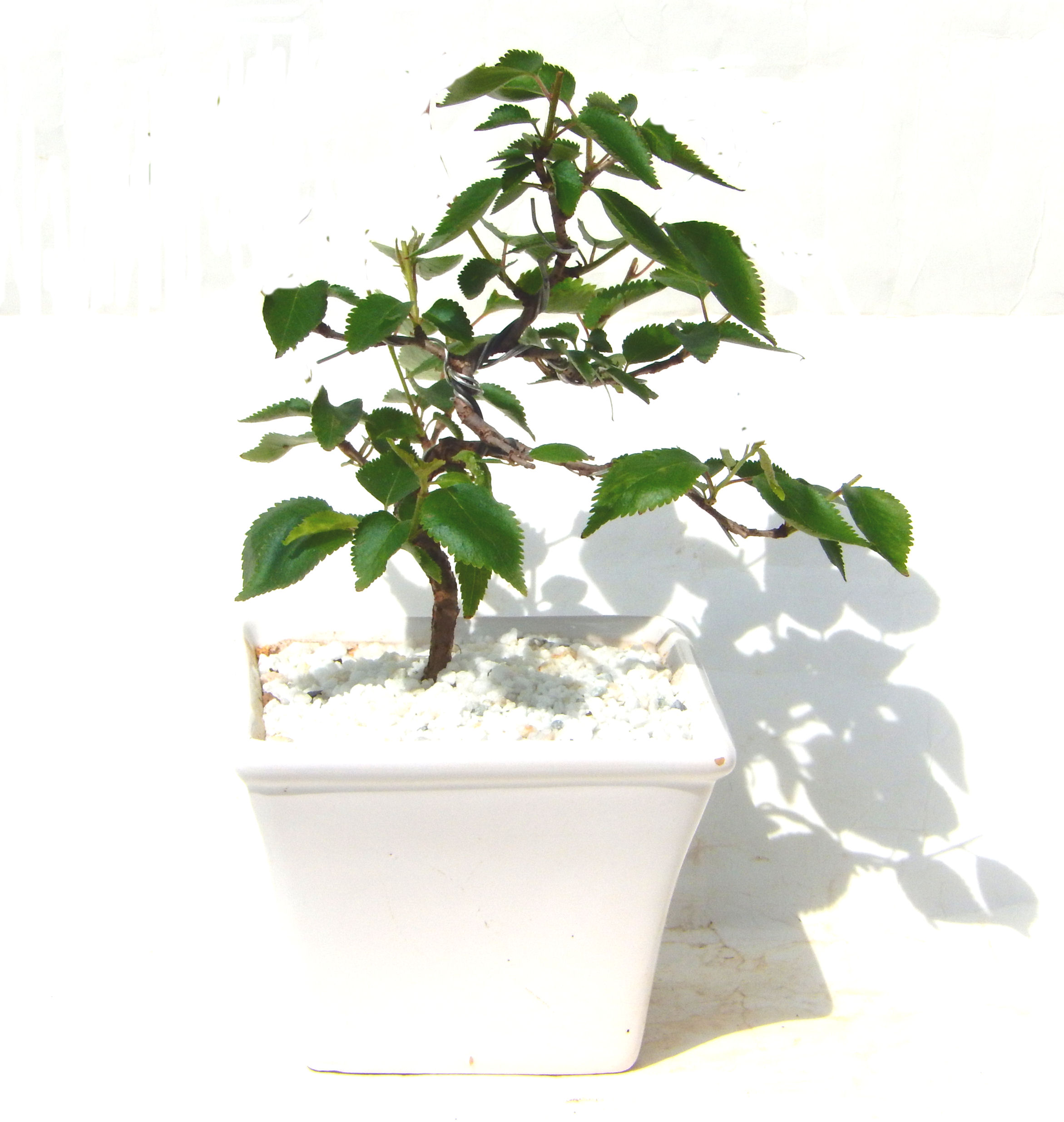 �H����~�ɂ����A�t�ɉԂ��炭�j��炫���ł��B�N�Ԃ̒��x�X�g�Z���[�ɂȂ�܂����I�I�I�R���p�N�g�ɉ������܂����B���߂Ă̕��ɂ���Ă₷����v�ȐA���ł��B