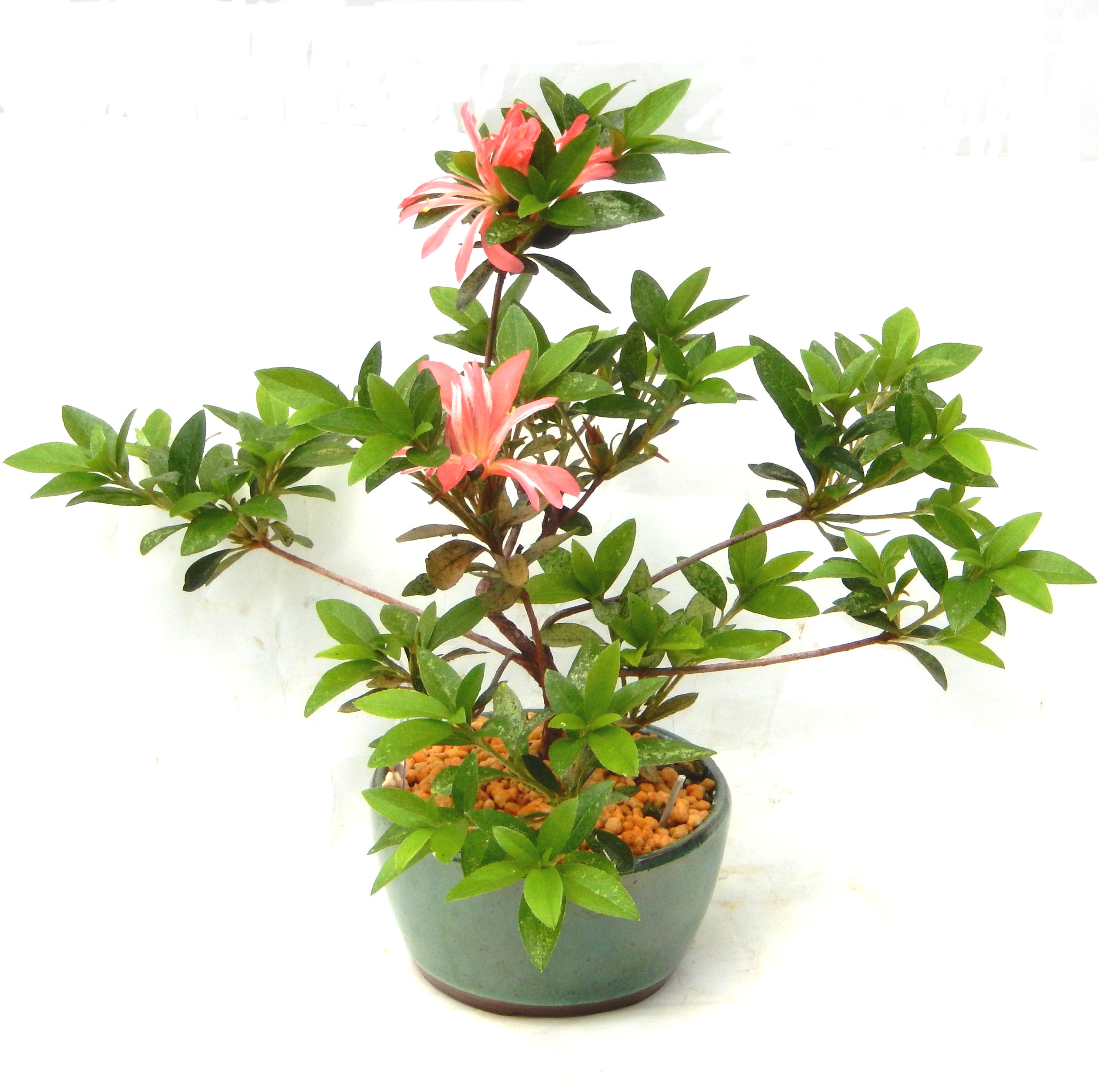 �N�Ԃ̒��x�X�g�Z���[�ɂȂ�܂����I�I�I�R���p�N�g�ɉ������܂����B���߂Ă̕��ɂ���Ă₷����v�ȐA���ł��B