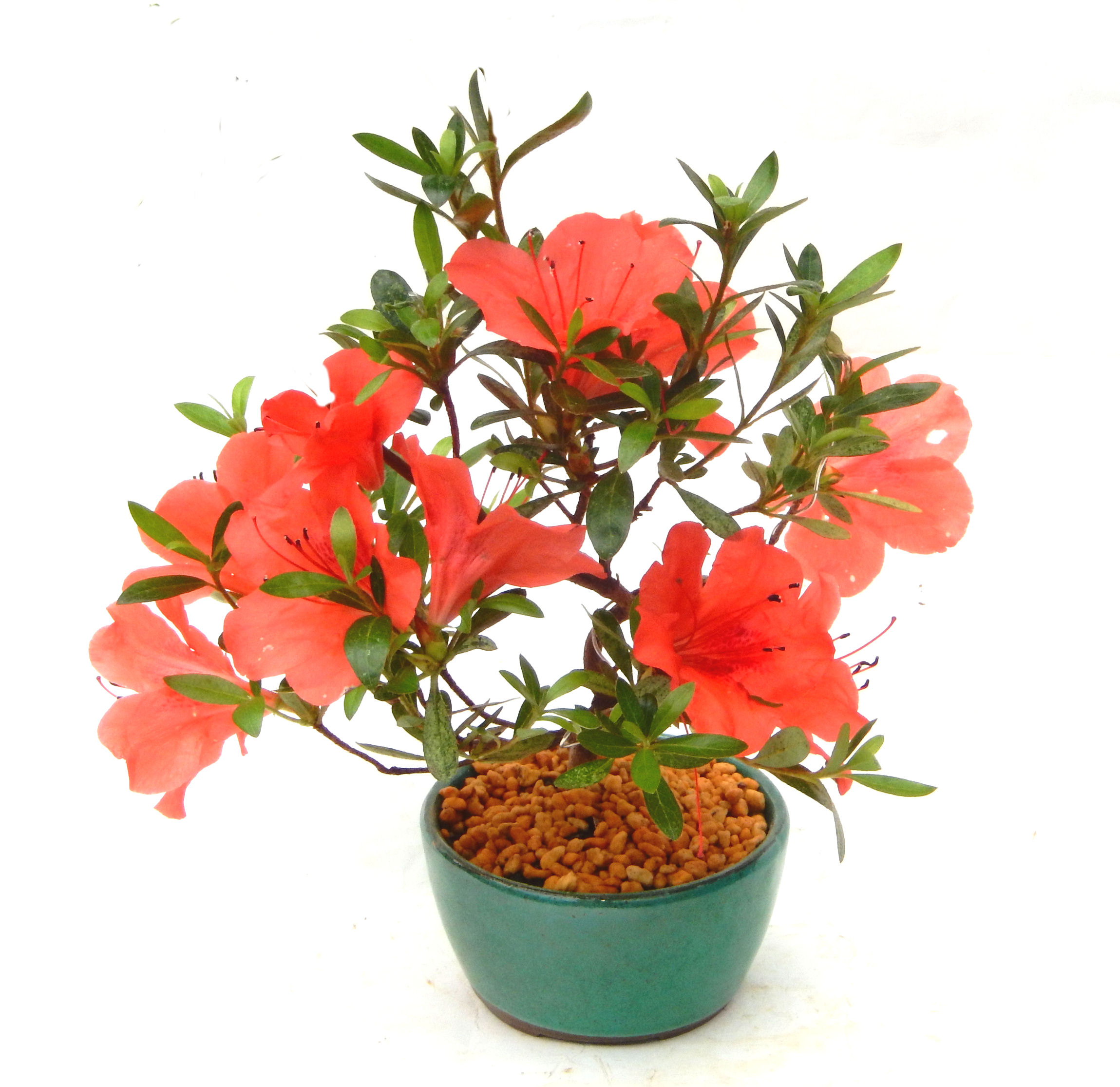 �N�Ԃ̒��x�X�g�Z���[�ɂȂ�܂����I�I�I�R���p�N�g�ɉ������܂����B���߂Ă̕��ɂ���Ă₷����v�ȐA���ł��B