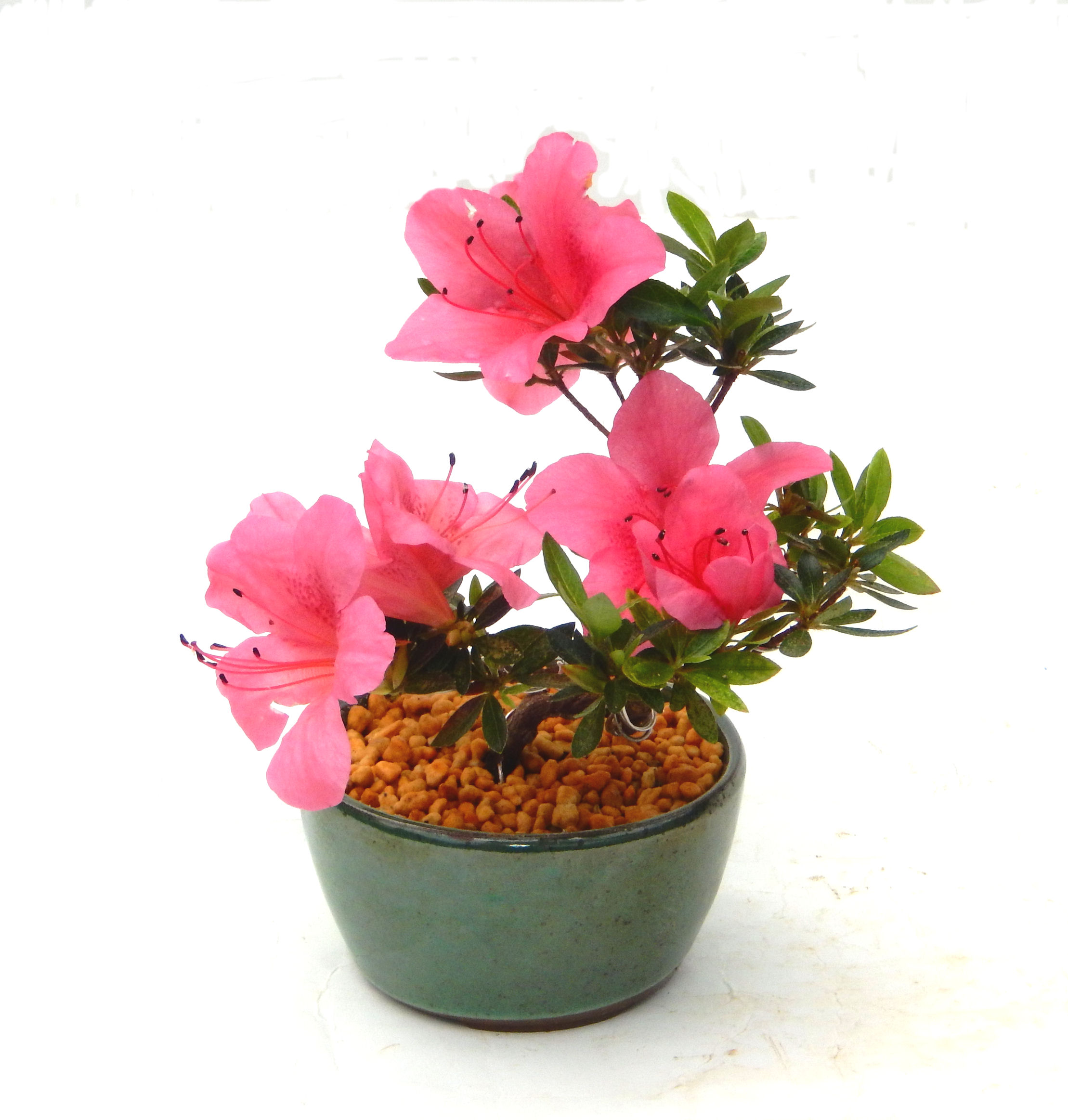 �N�Ԃ̒��x�X�g�Z���[�ɂȂ�܂����I�I�I�R���p�N�g�ɉ������܂����B���߂Ă̕��ɂ���Ă₷����v�ȐA���ł��B