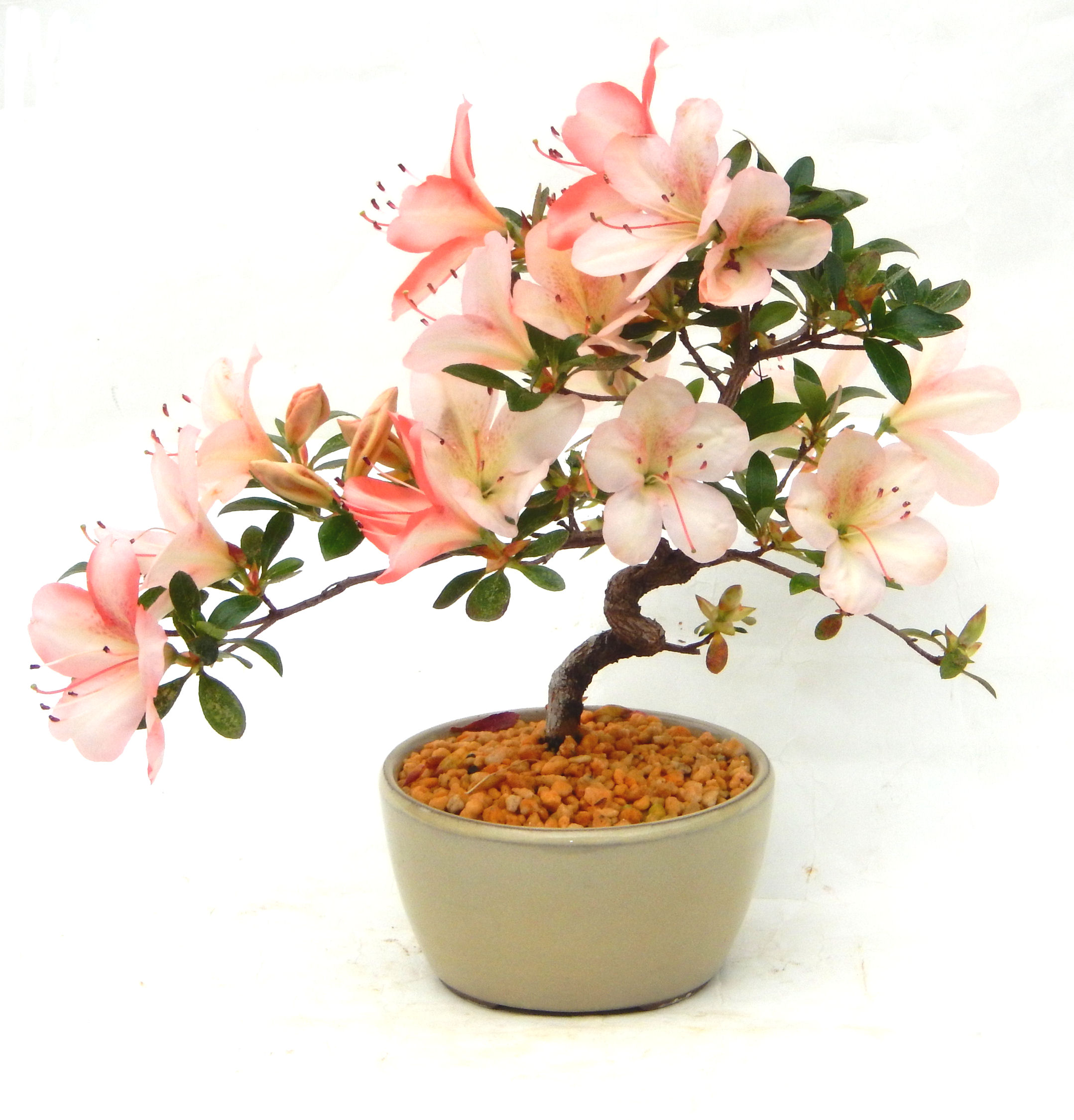 �N�Ԃ̒��x�X�g�Z���[�ɂȂ�܂����I�I�I�R���p�N�g�ɉ������܂����B���߂Ă̕��ɂ���Ă₷����v�ȐA���ł��B