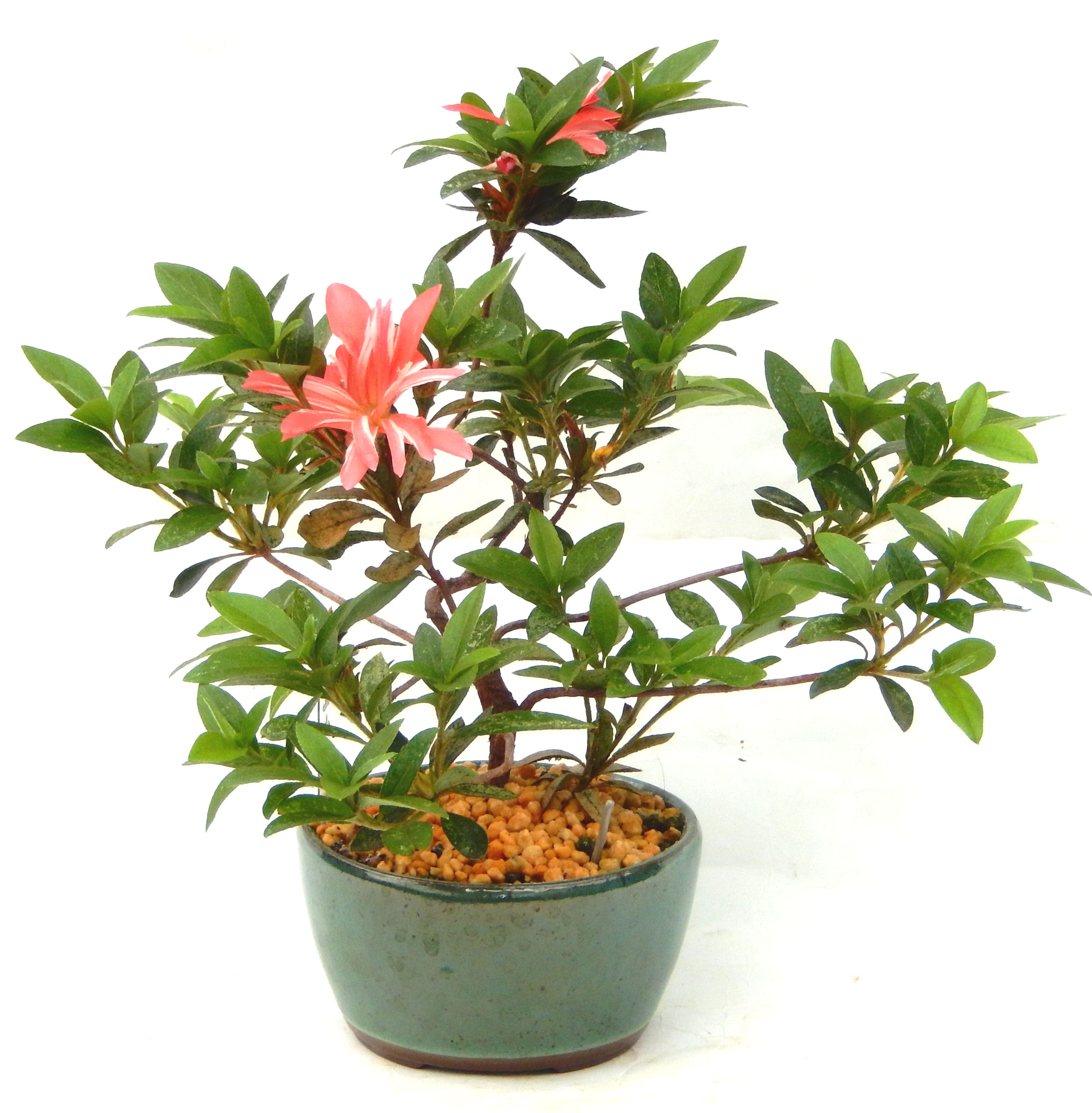 �N�Ԃ̒��x�X�g�Z���[�ɂȂ�܂����I�I�I�R���p�N�g�ɉ������܂����B���߂Ă̕��ɂ���Ă₷����v�ȐA���ł��B