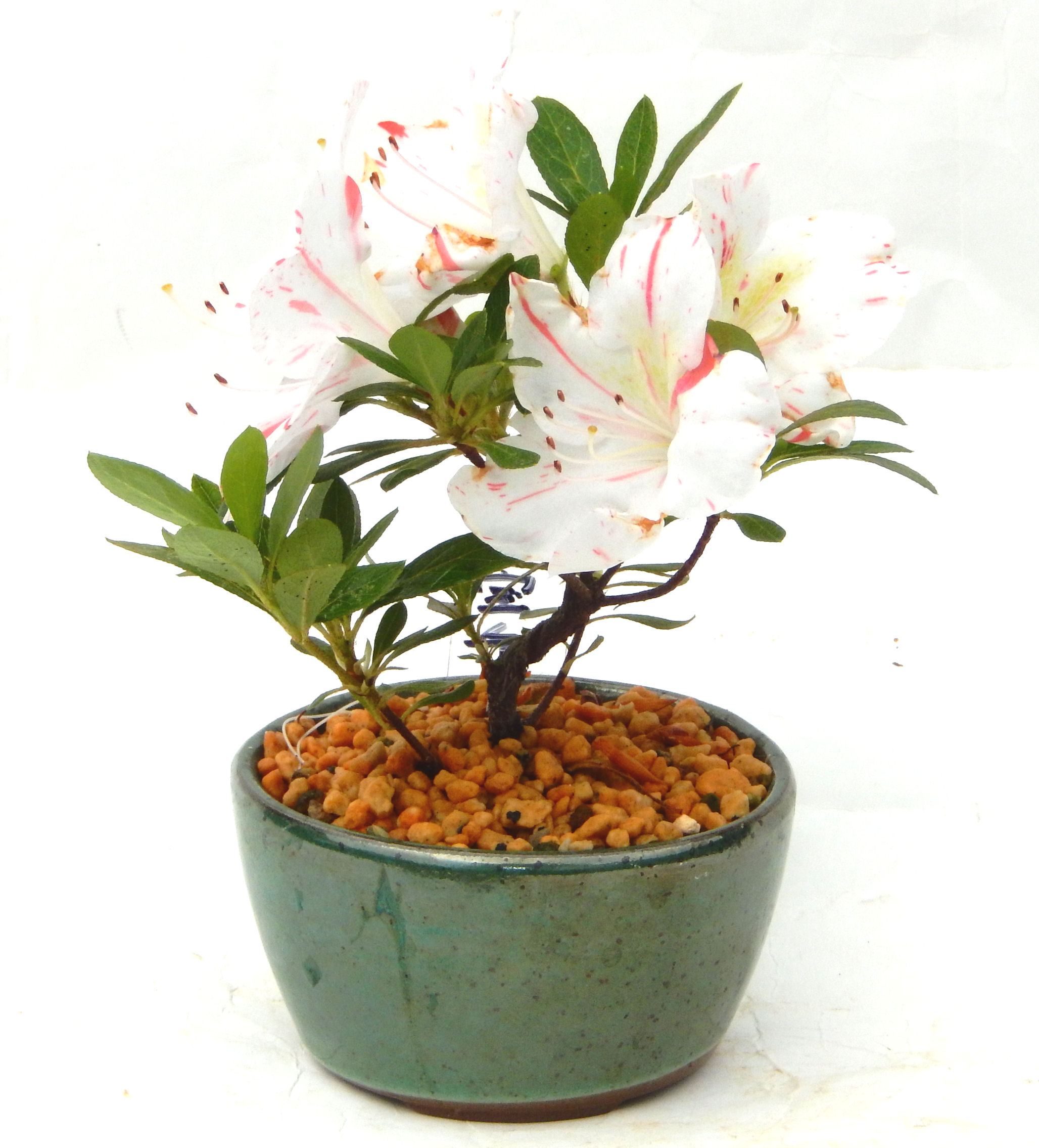 �N�Ԃ̒��x�X�g�Z���[�ɂȂ�܂����I�I�I�R���p�N�g�ɉ������܂����B���߂Ă̕��ɂ���Ă₷����v�ȐA���ł��B