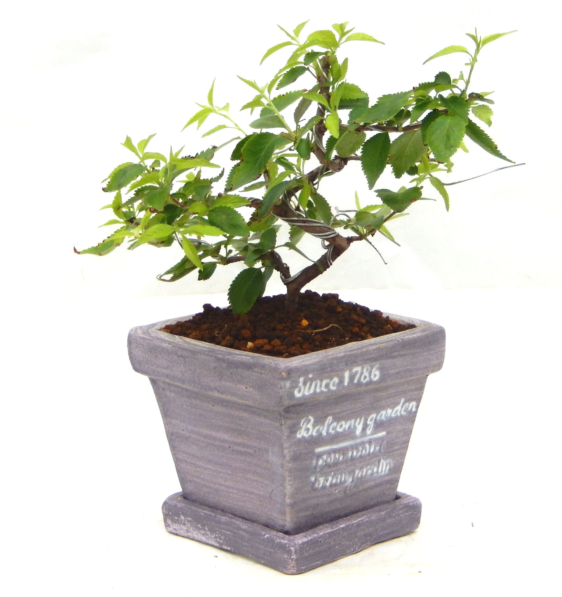 �H����~�ɂ����A�t�ɉԂ��炭�j��炫���ł��B�N�Ԃ̒��x�X�g�Z���[�ɂȂ�܂����I�I�I�R���p�N�g�ɉ������܂����B���߂Ă̕��ɂ���Ă₷����v�ȐA���ł��B